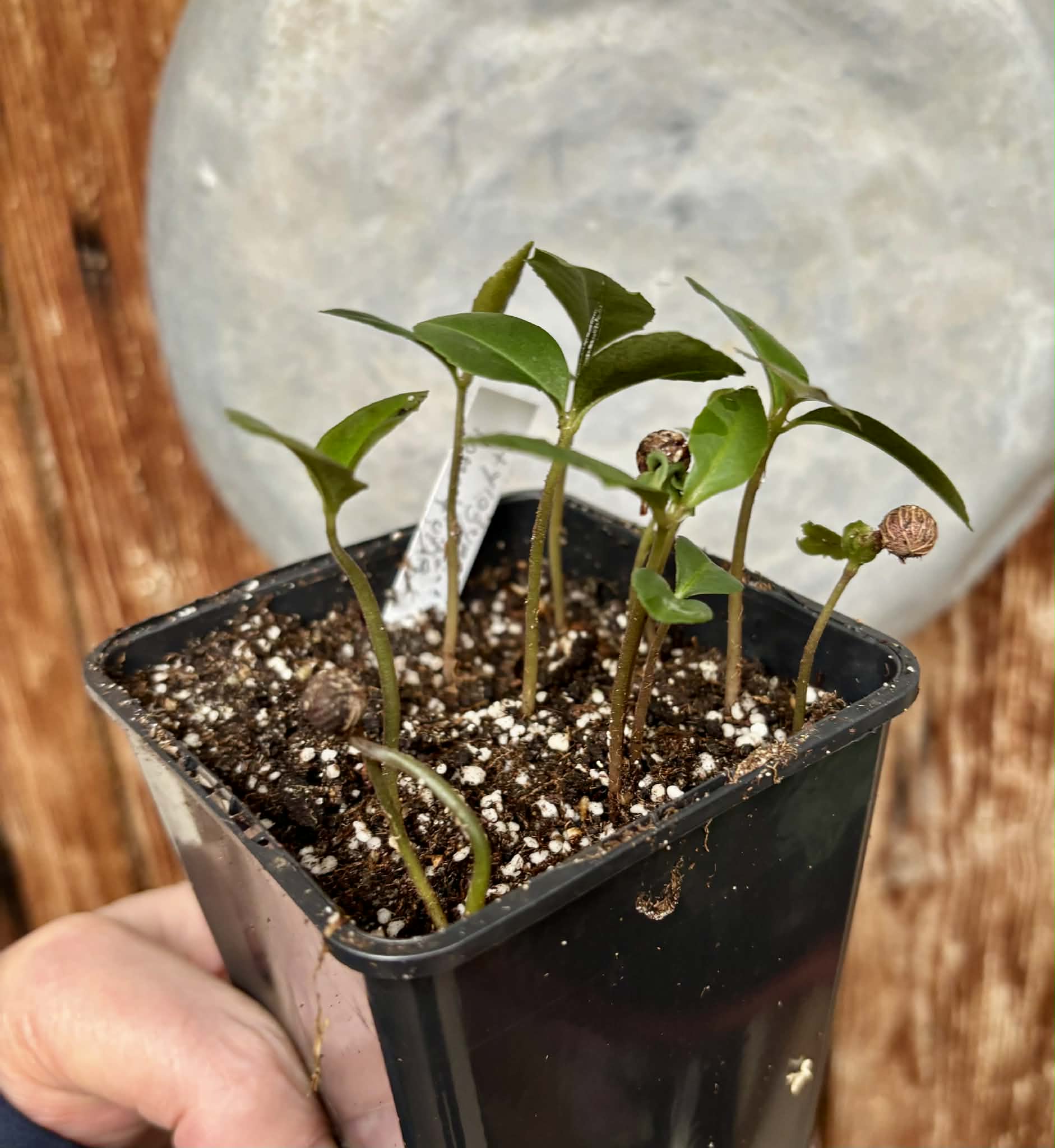 10 in 1 pot - Stylogyne longifolia - 10 seedlings in one pot / 10 Sämlinge in einem Topf