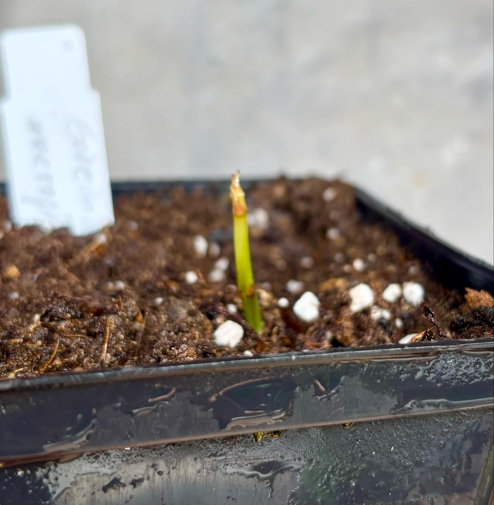 Garcinia macrophylla - 1 fresh potted seedling / 1 frisch getopfter Sämling