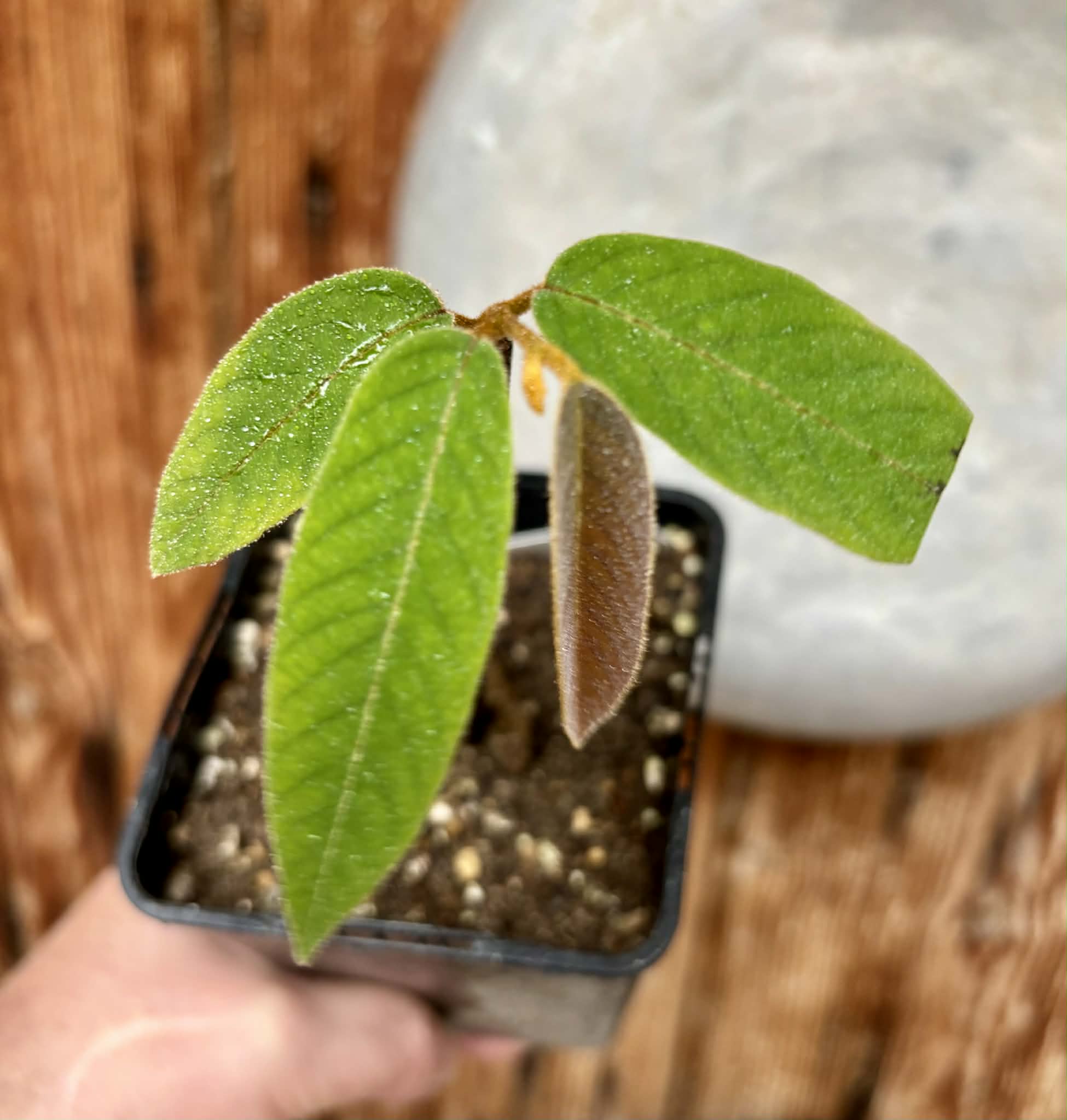 Uvaria hamiltonii - 1 potted plant / 1 getopfte Pflanze