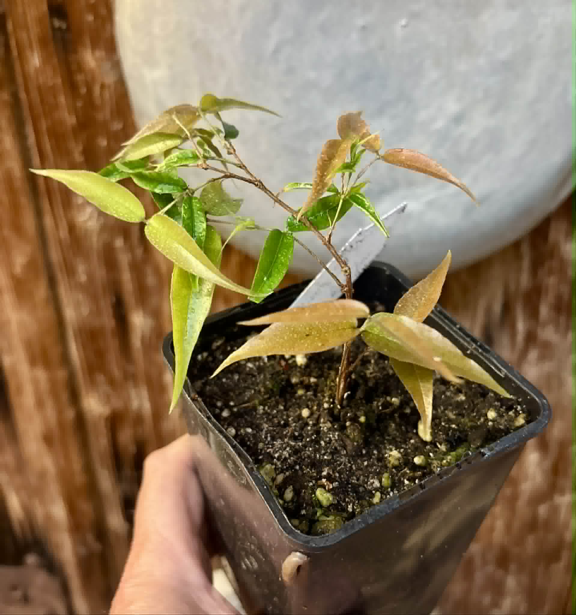 Plinia sp Cabo longo Sao Joao -  1 potted seedling / 1  getopfter Sämling