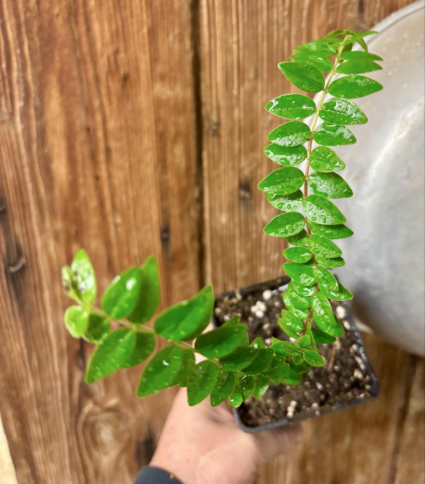 Myrciaria sp Pastora - 1 potted seedling / 1 getopfter Sämling