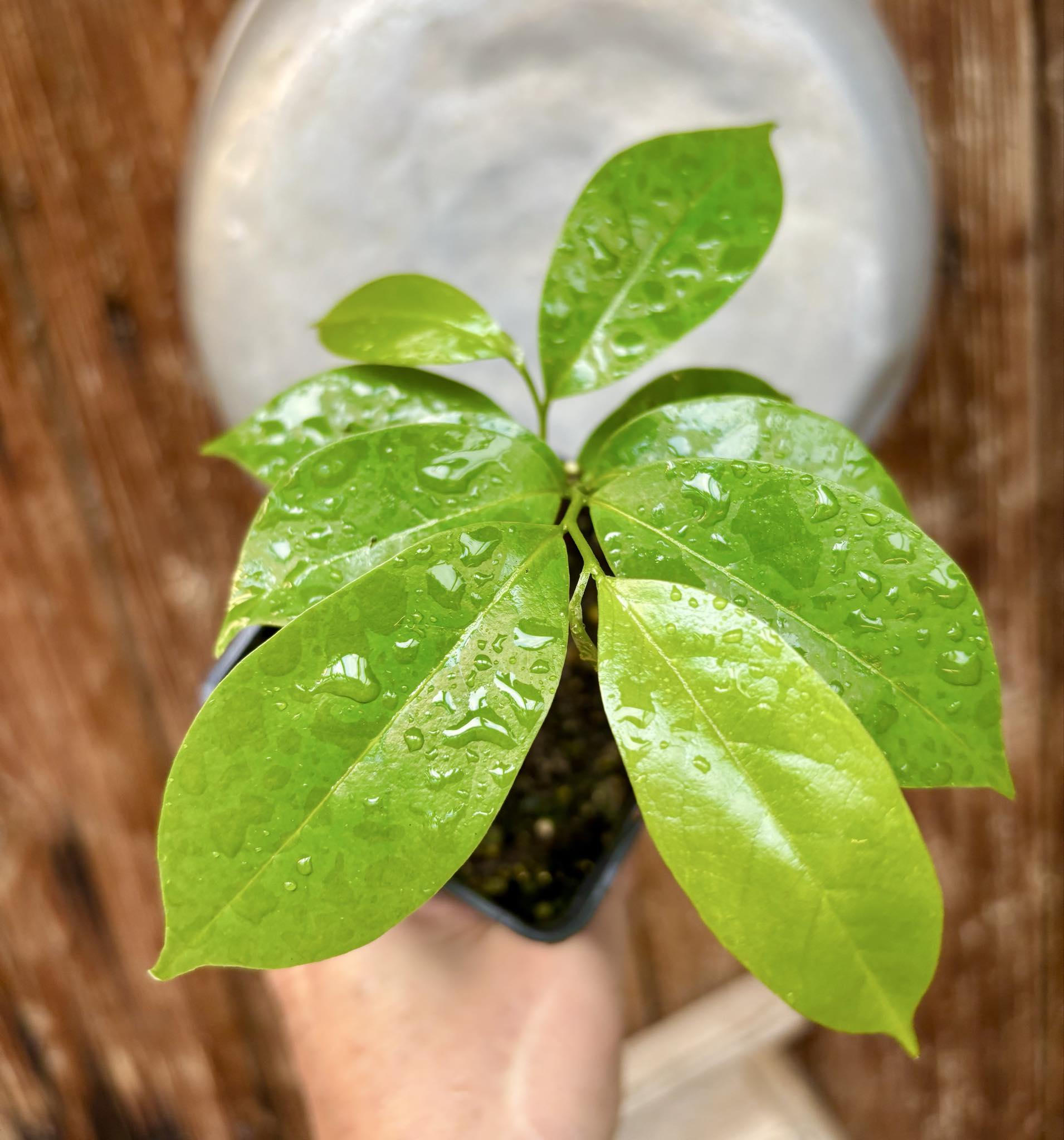 Annona muricata - Soursop / Stachelannone fiberless - 1 potted plant / 1 getopfte Pflanze