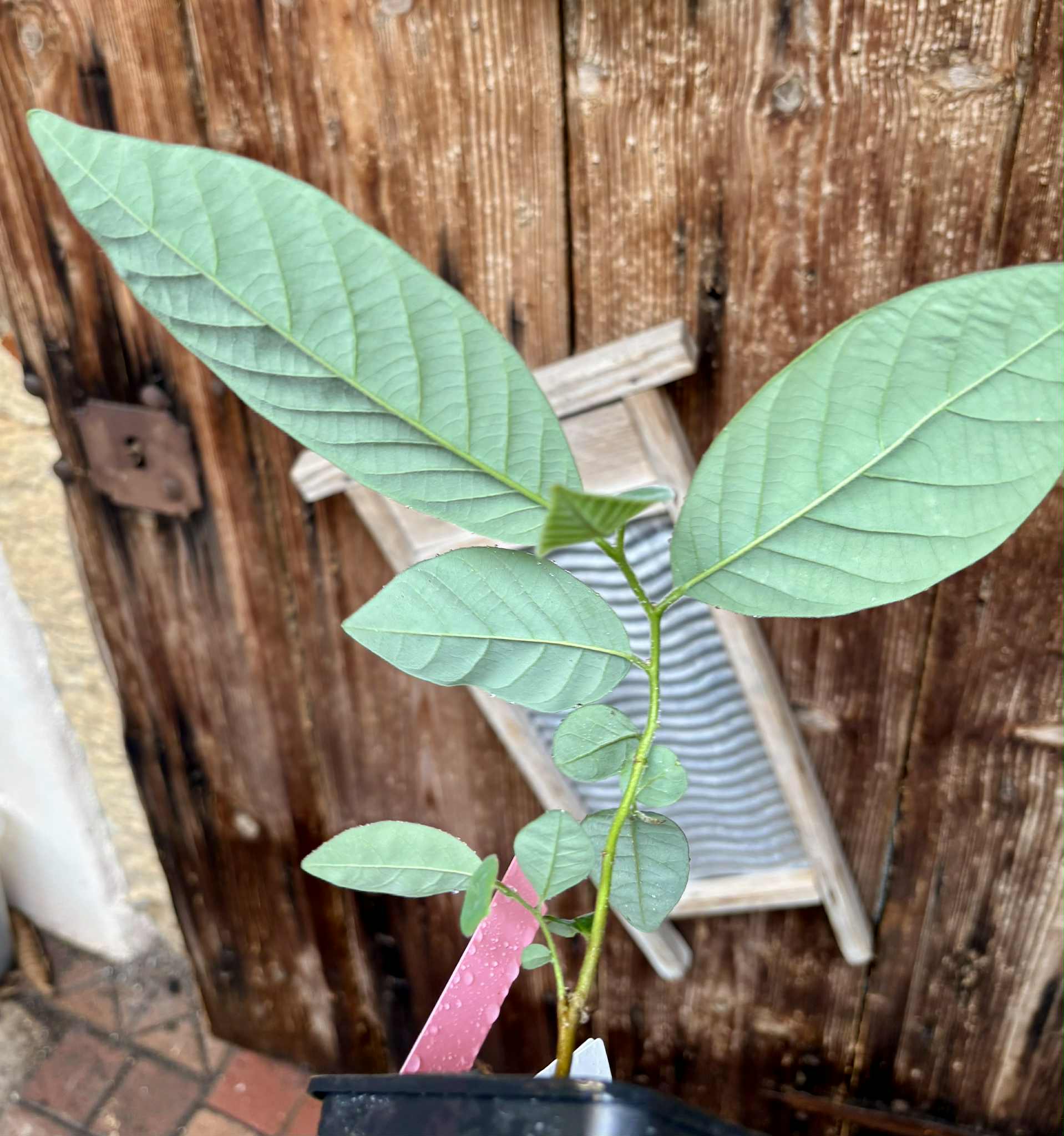 Annona sylvatica - 1 potted plant / 1 getopfte Pflanze