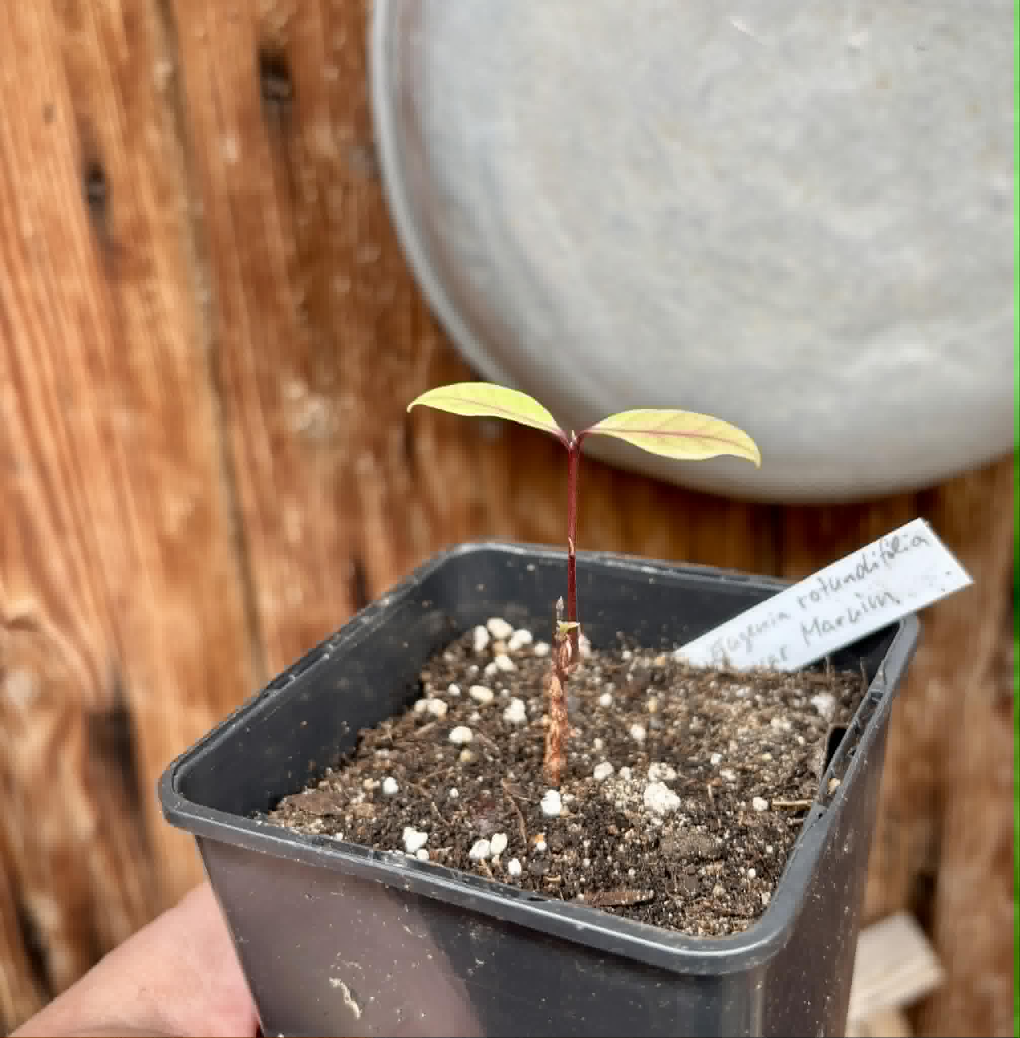 Eugenia rotundifolia var. Maruim - 1 potted seedling / 1 getopfter Sämling