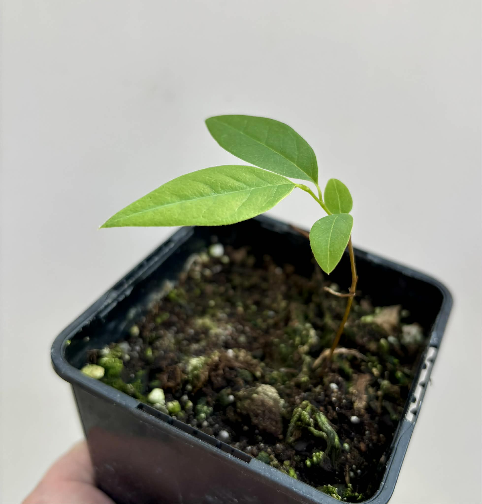 Annona rensoniana  - 1 potted seedling / 1 getopfter Sämling