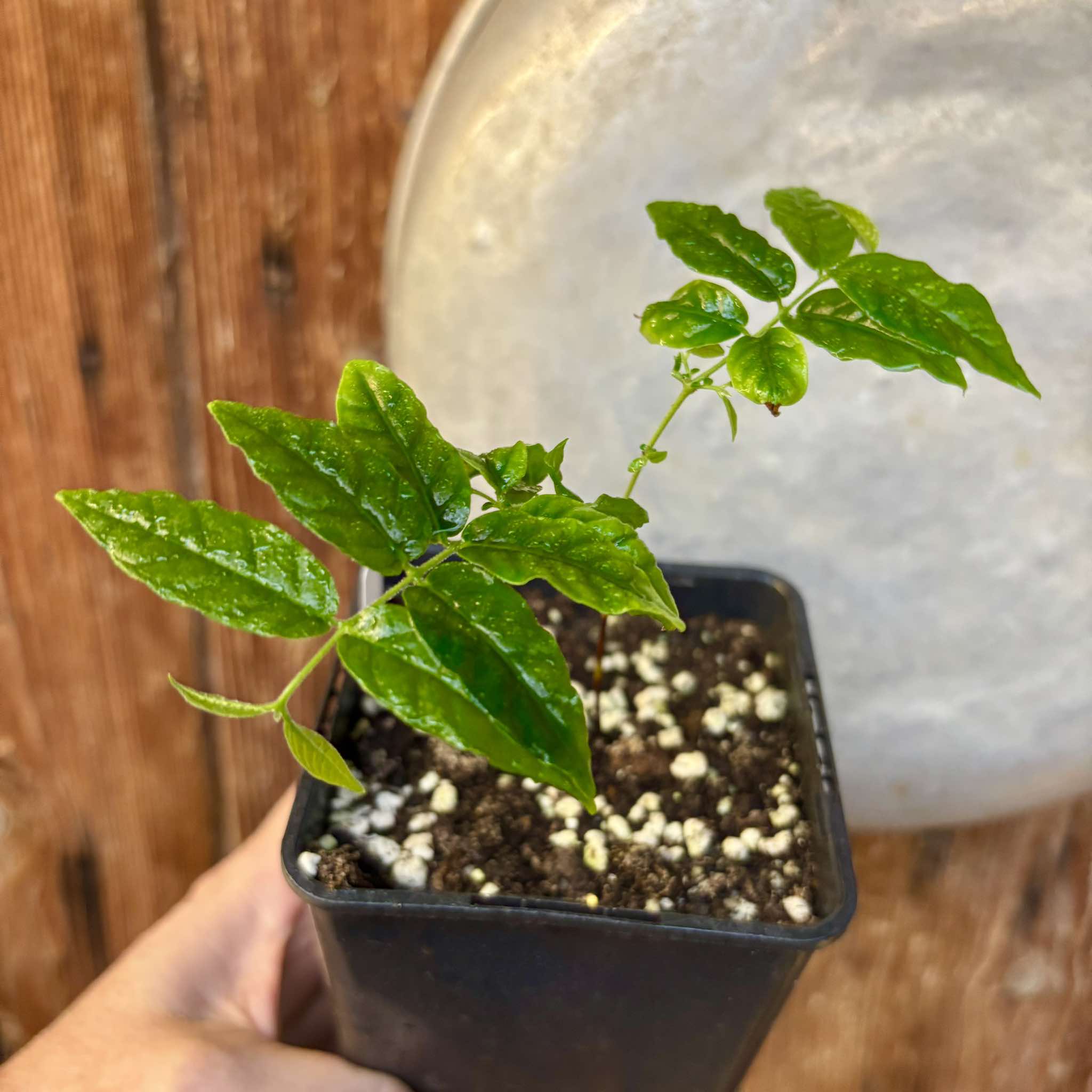 Campomanesia phaea - Flying Saucer Fruit - Cambuci  - 1  potted plant / 1 getopfte Pflanze