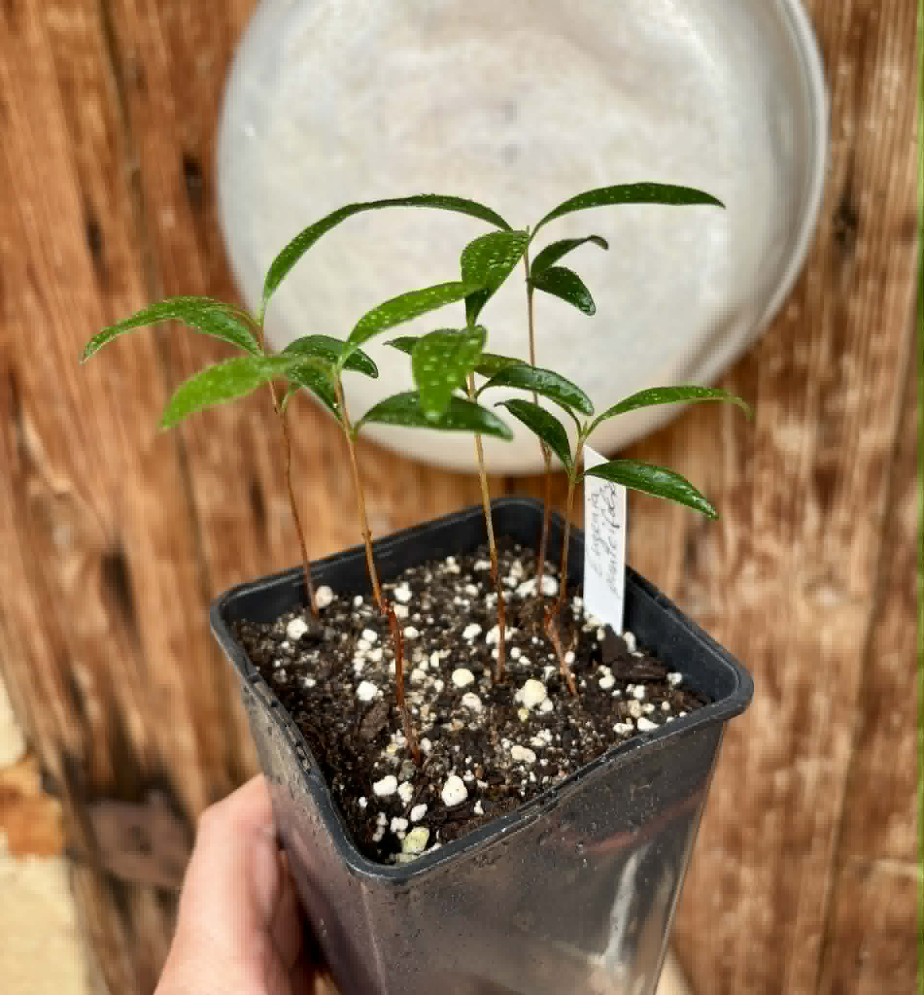 5 in 1 pot - Eugenia punicifolia - 5 seedlings in one pot / 5 Sämlinge in einem Topf Kopie
