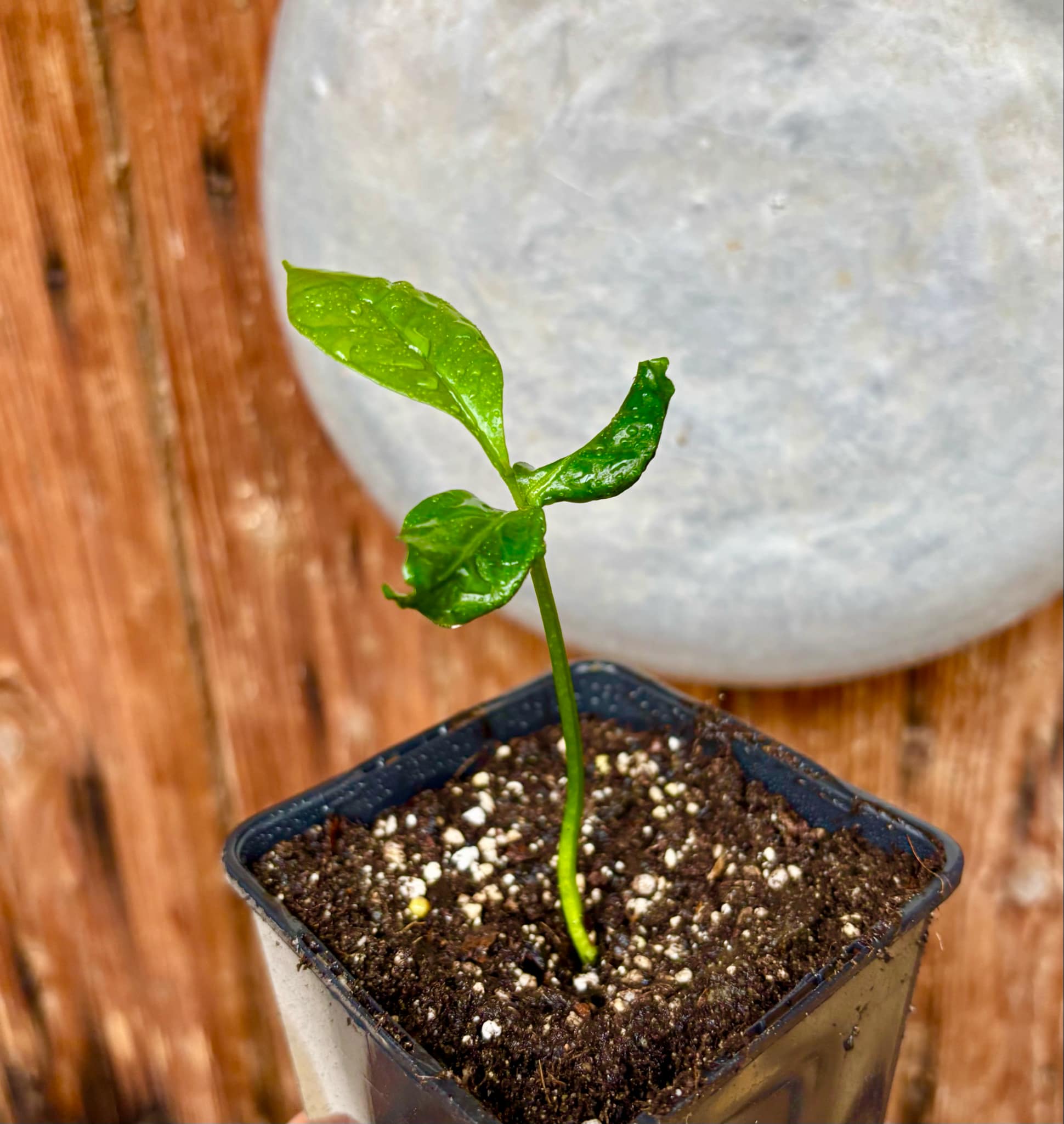 Cymbopetalum brasiliensis - 1 small potted seedling / 1 kleiner, getopfter Sämling