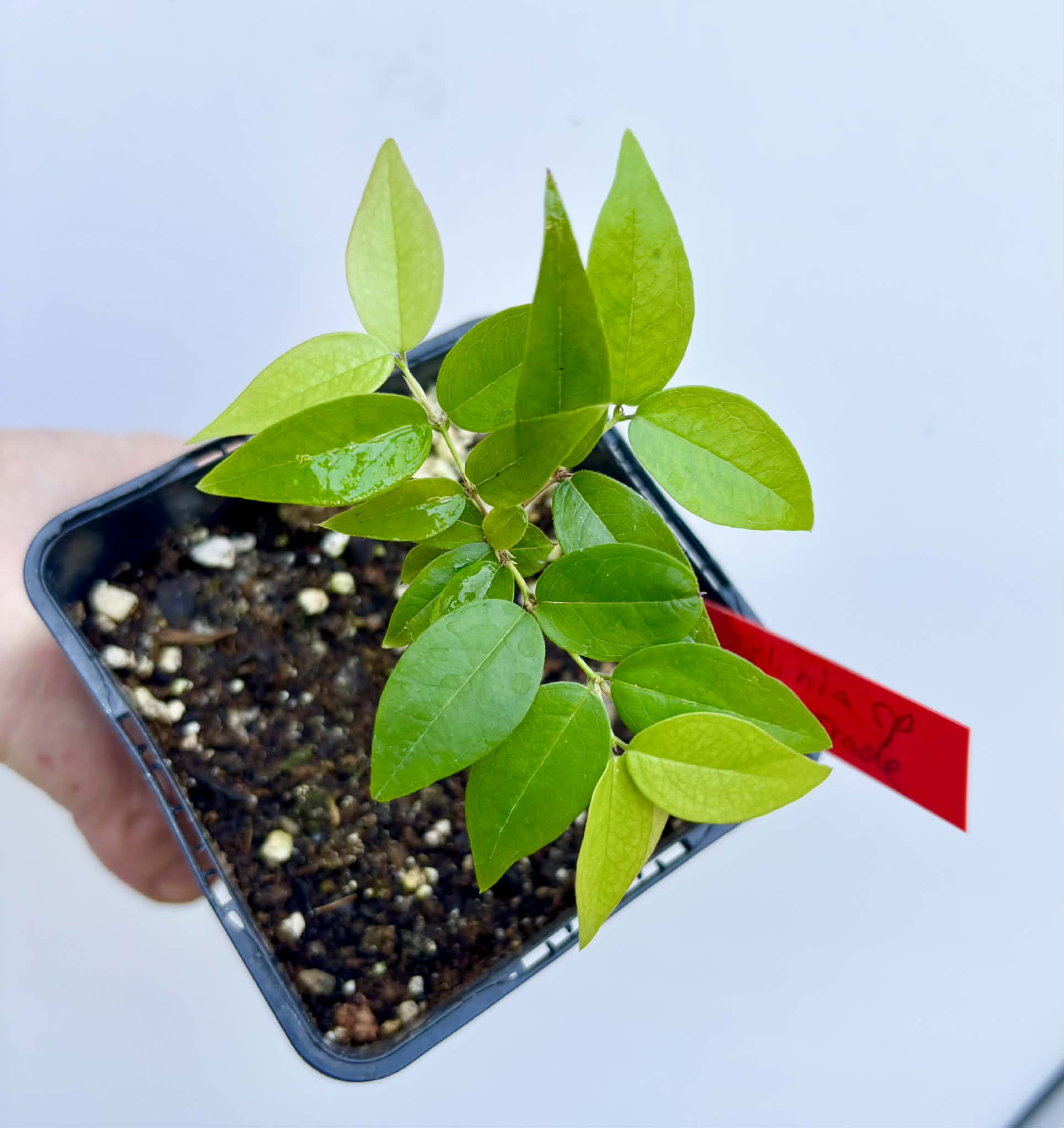 Plinia sp. do Frade - 1 potted seedling / 1 getopfter Sämling