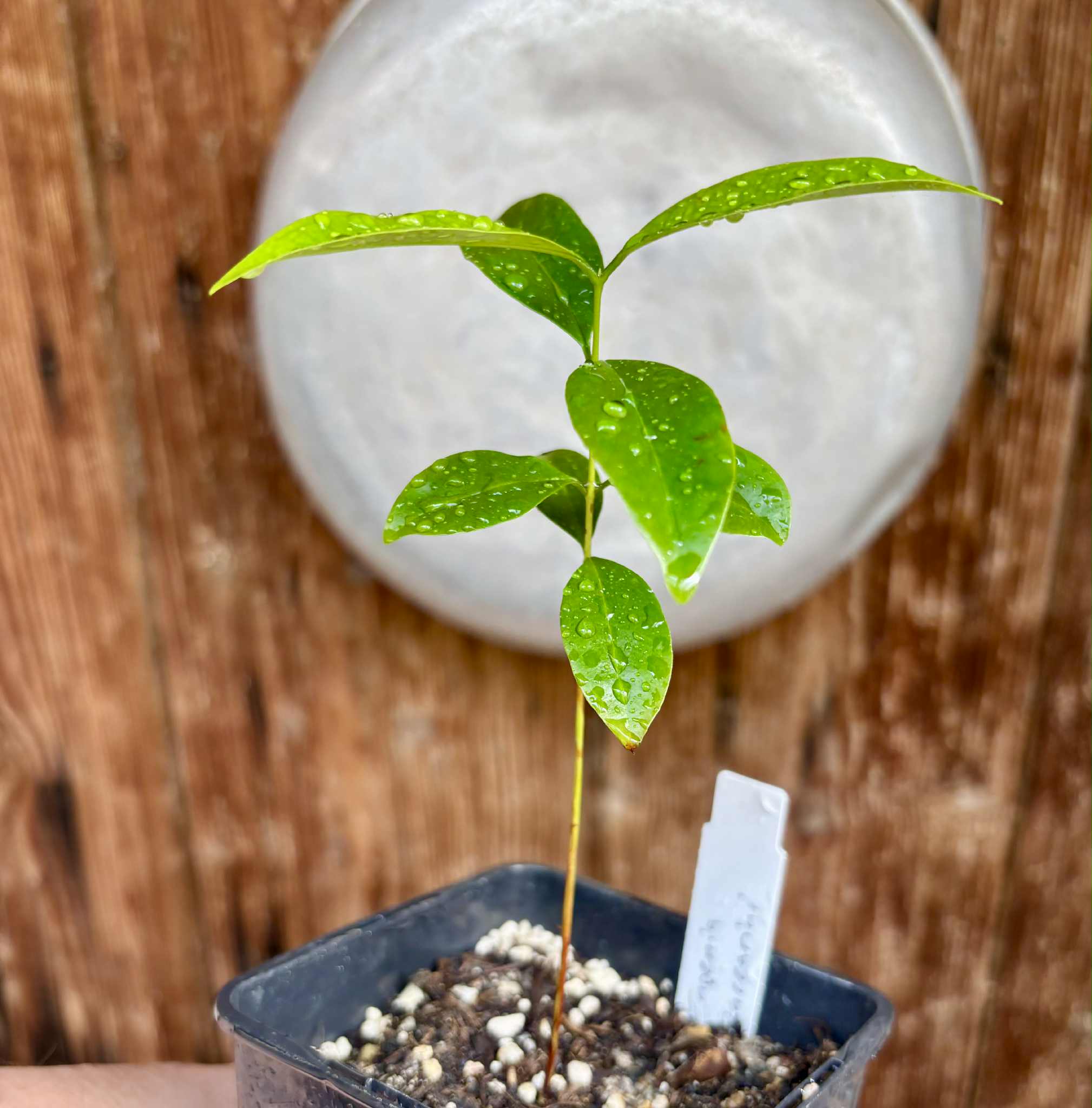 Eugenia zuccarini - 1 potted seedling / 1 getopfter Sämling