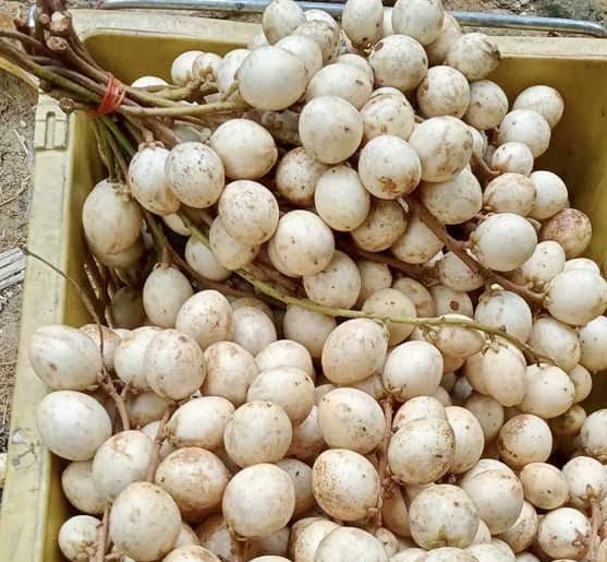 Baccaurea motleyana var. WHITE - Egg of Yala -  1 germinated seed / 1 gekeimter Samen