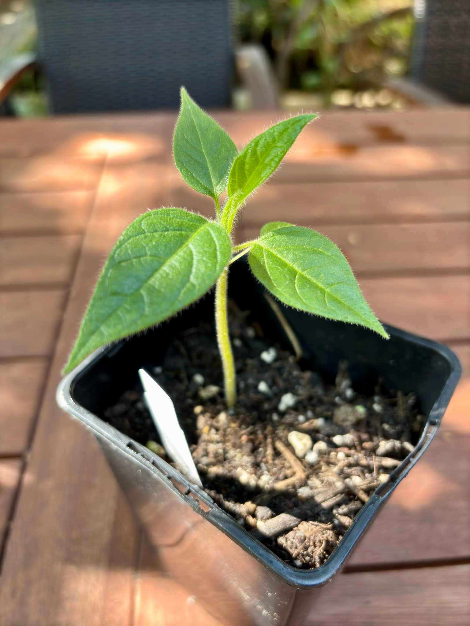 Solanum luridifuscescens - Tomatao Verde Piloso - 1 small potted seedling / 1 kleiner, getopfter Sämling