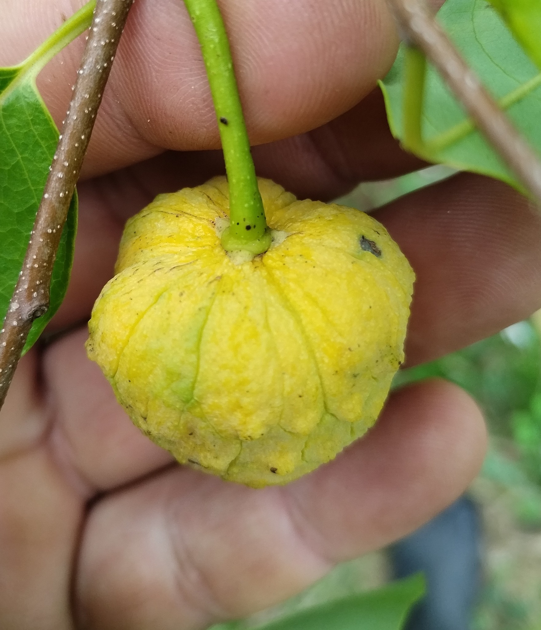Annona emarginata - 1 potted plant / 1 getopfte Pflanze