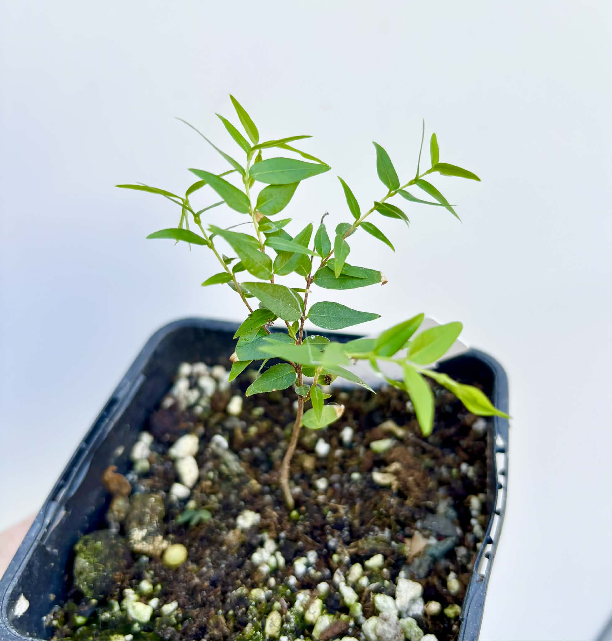 Myrciaria cuspidata BLACK - 1 potted seedling / 1 getopfter Sämling