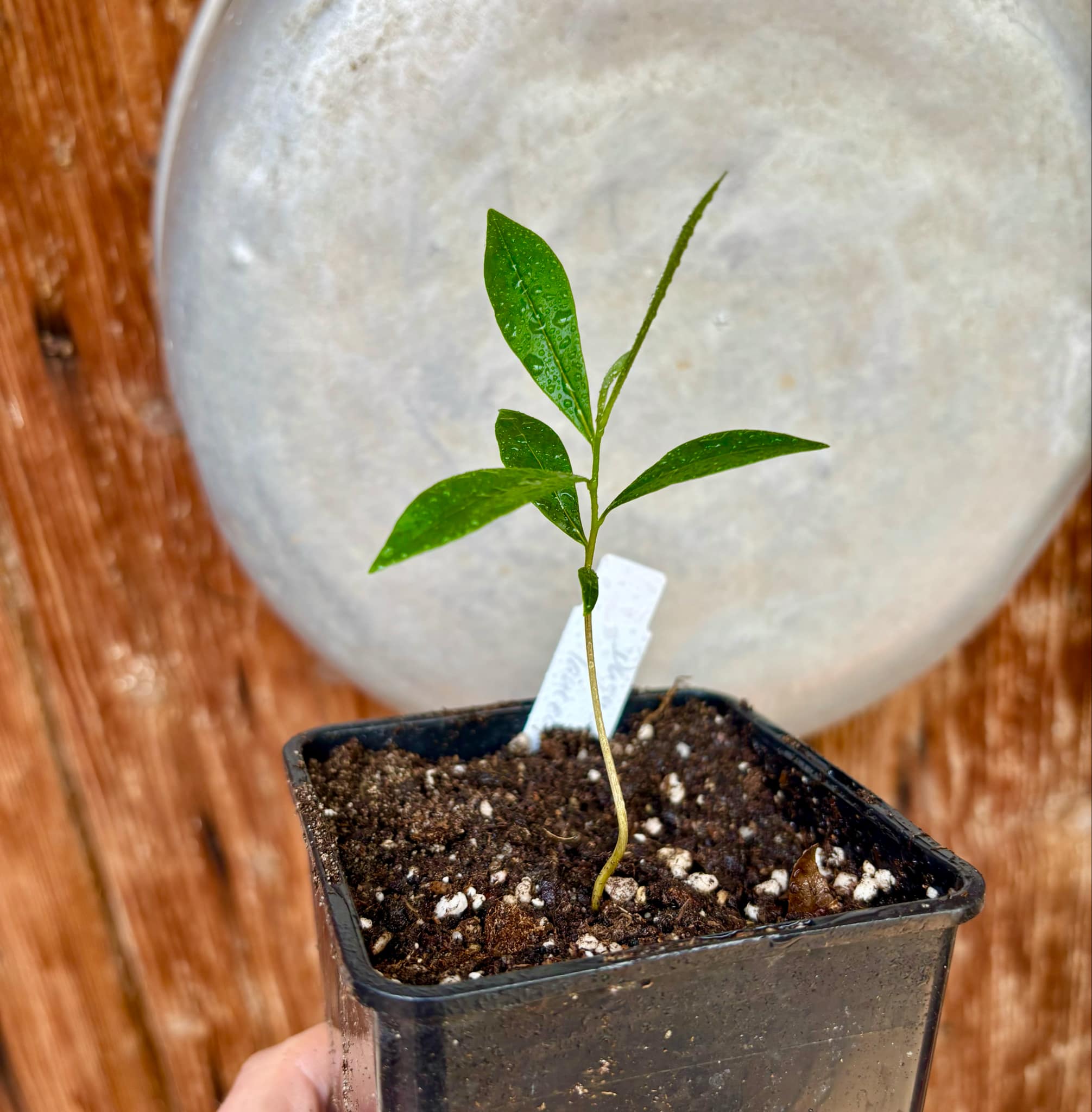 Duguetia aff. lanceolata - Pindauva Roxa -   1 potted plant / 1 getopfte Pflanze