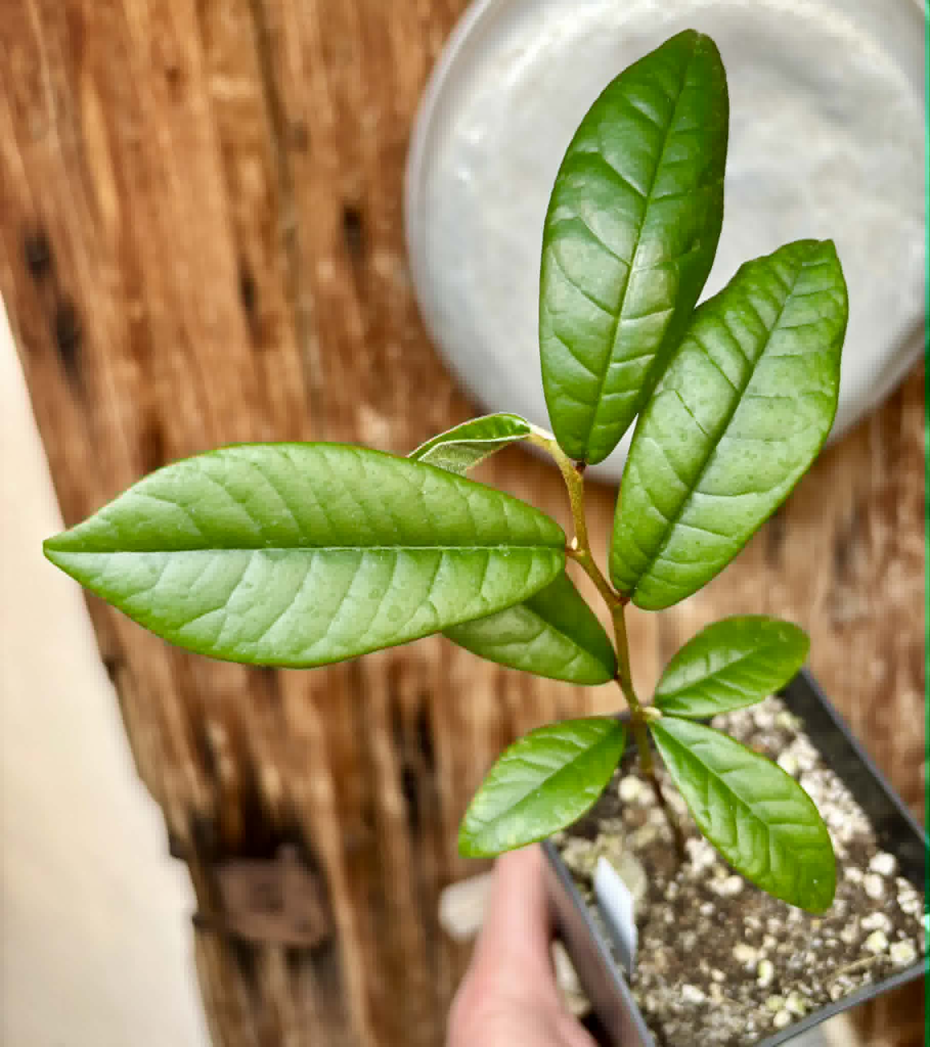 Chrysophyllum januariense  -  1 potted seedling / 1 getopfter Sämling