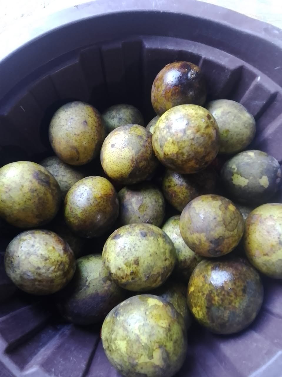 Mangifera quadrifida - 1 fresh seed / 1 frischer Samen