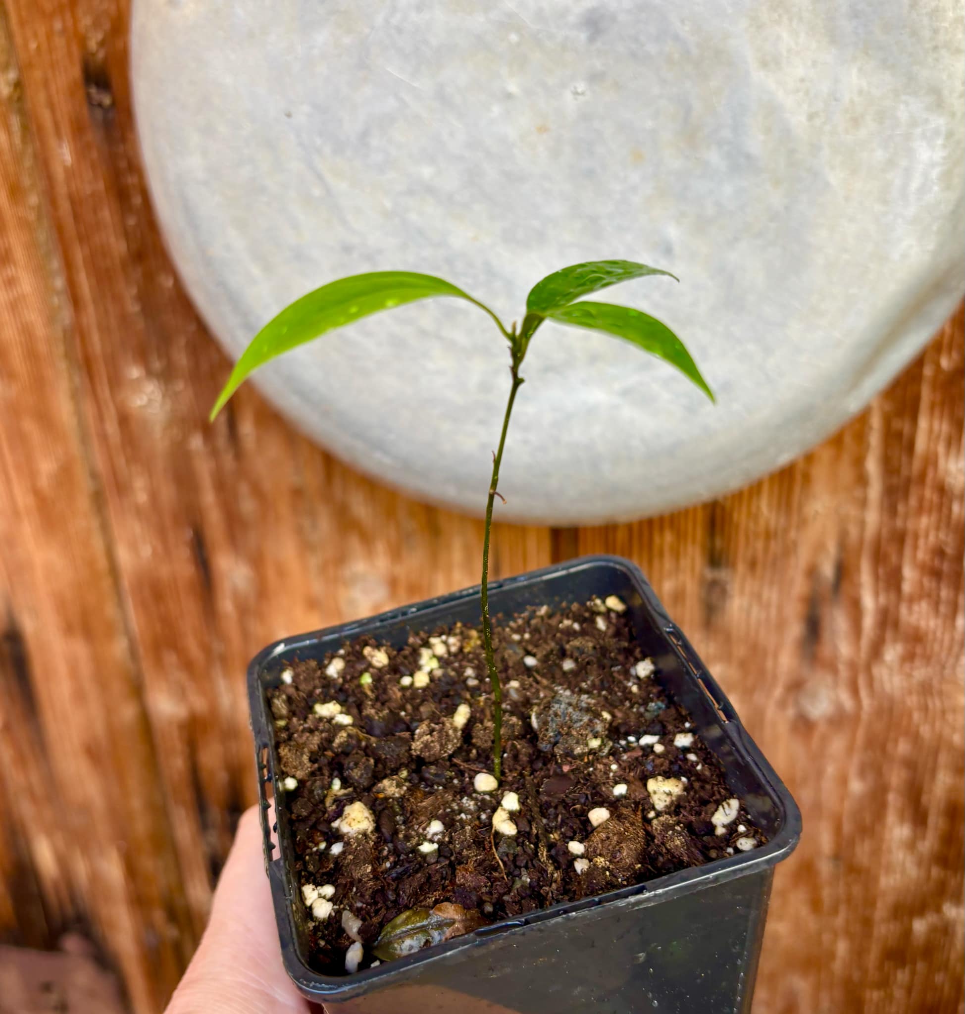 ZIMT - True Cinnamon (Cinnamomum verum) -  1 potted plant / 1 getopfte Pflanze 