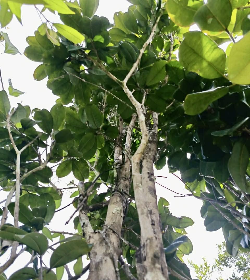 Eugenia sp Plinioides - Rare exotic plant and seeds - Seltene exotische Pflanze und Samen