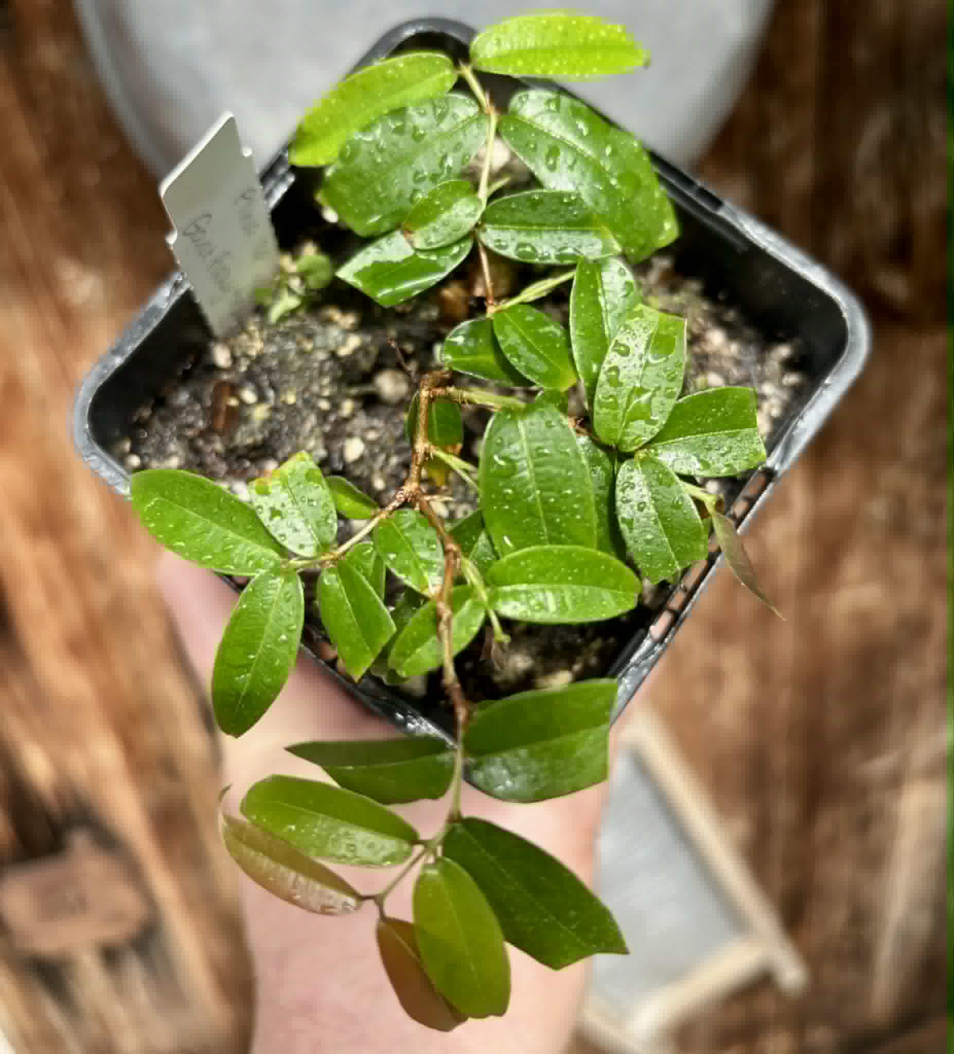 Plinia sp Giant Piray Argentina - 1 potted plant / 1 getopfte Pflanze