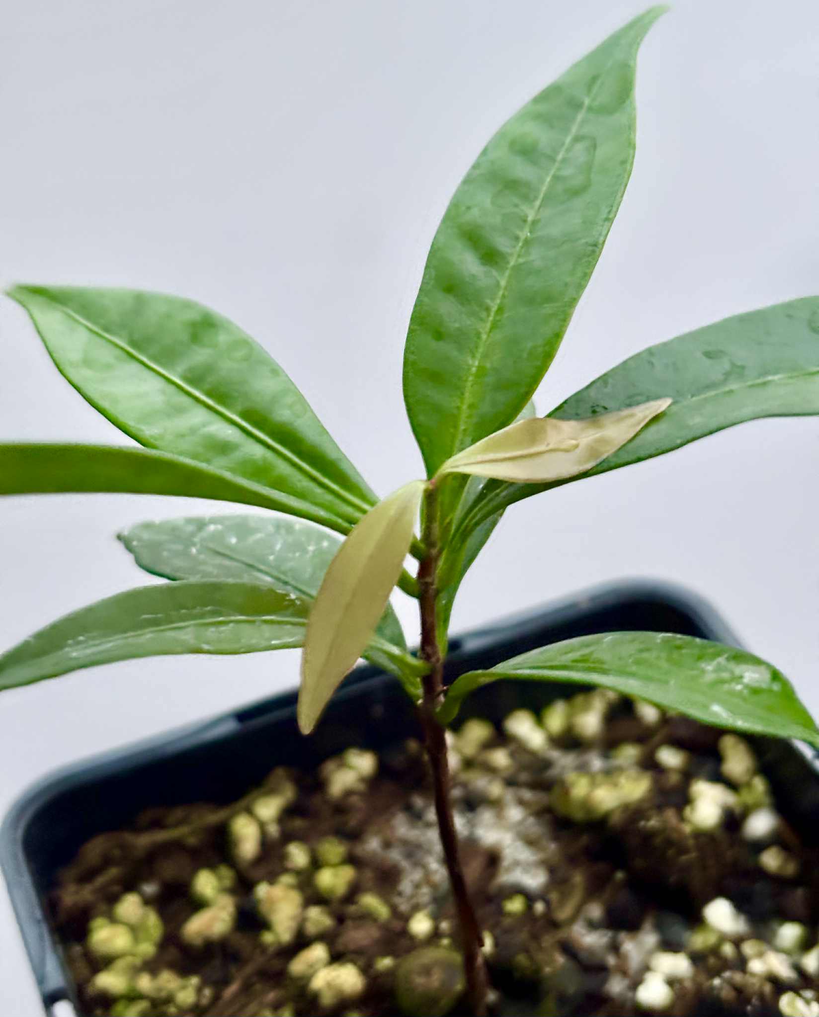 Eugenia astringens - 1 potted plant / 1 getopfte Pflanze