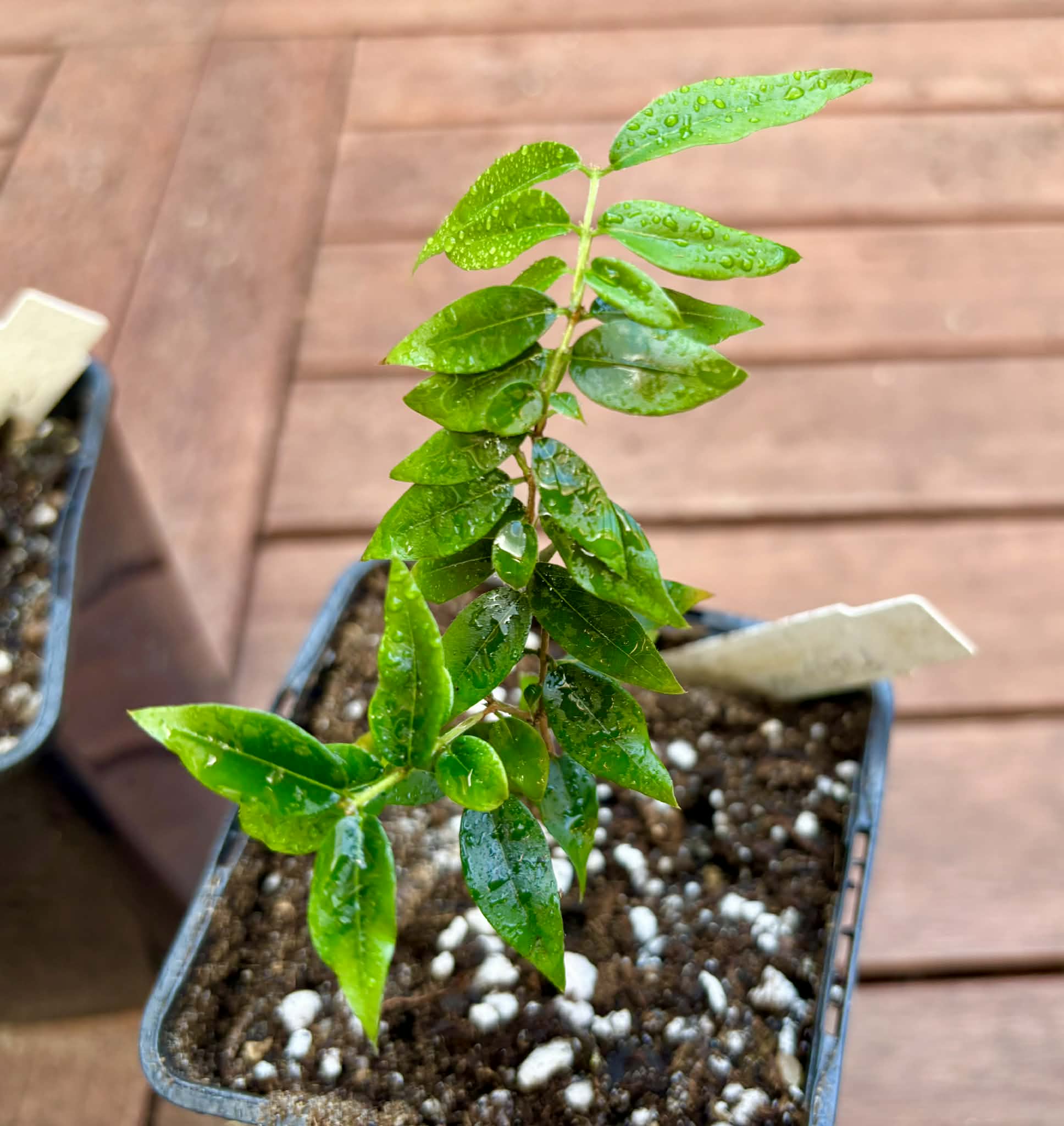 Collection of 5 Jaboticaba -  5 different potted Plinia / 5 verschiedene, getopfte Plinia