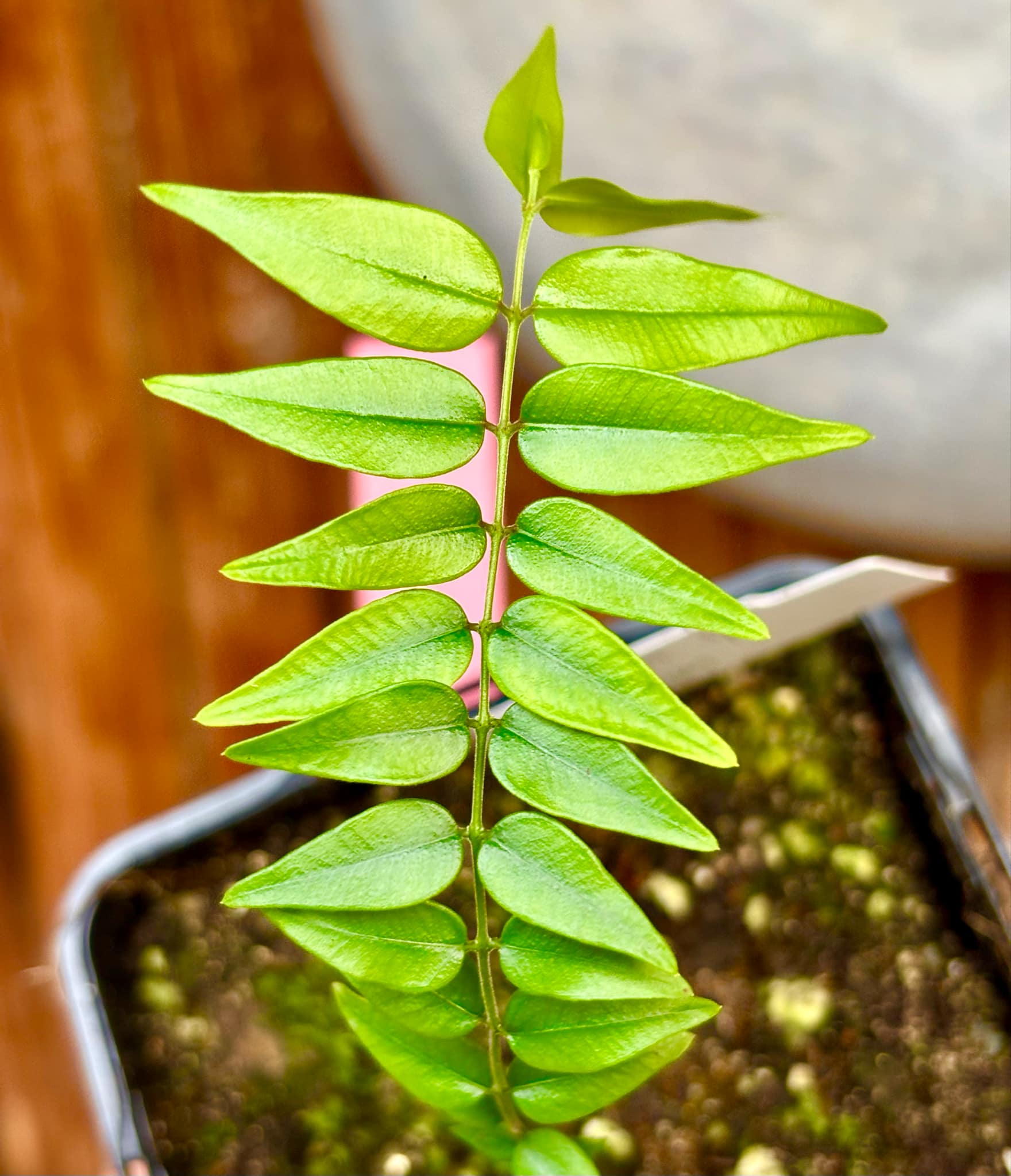 Myrciaria sp Maruim - 1 potted seedling / 1 getopfter Sämling