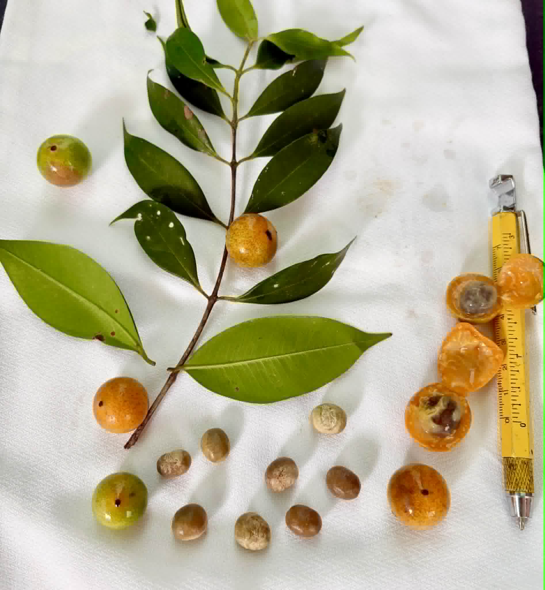 Pre Order - Myrciaria sp Uvaiana - 1 fresh seed / 1 frischer Samen