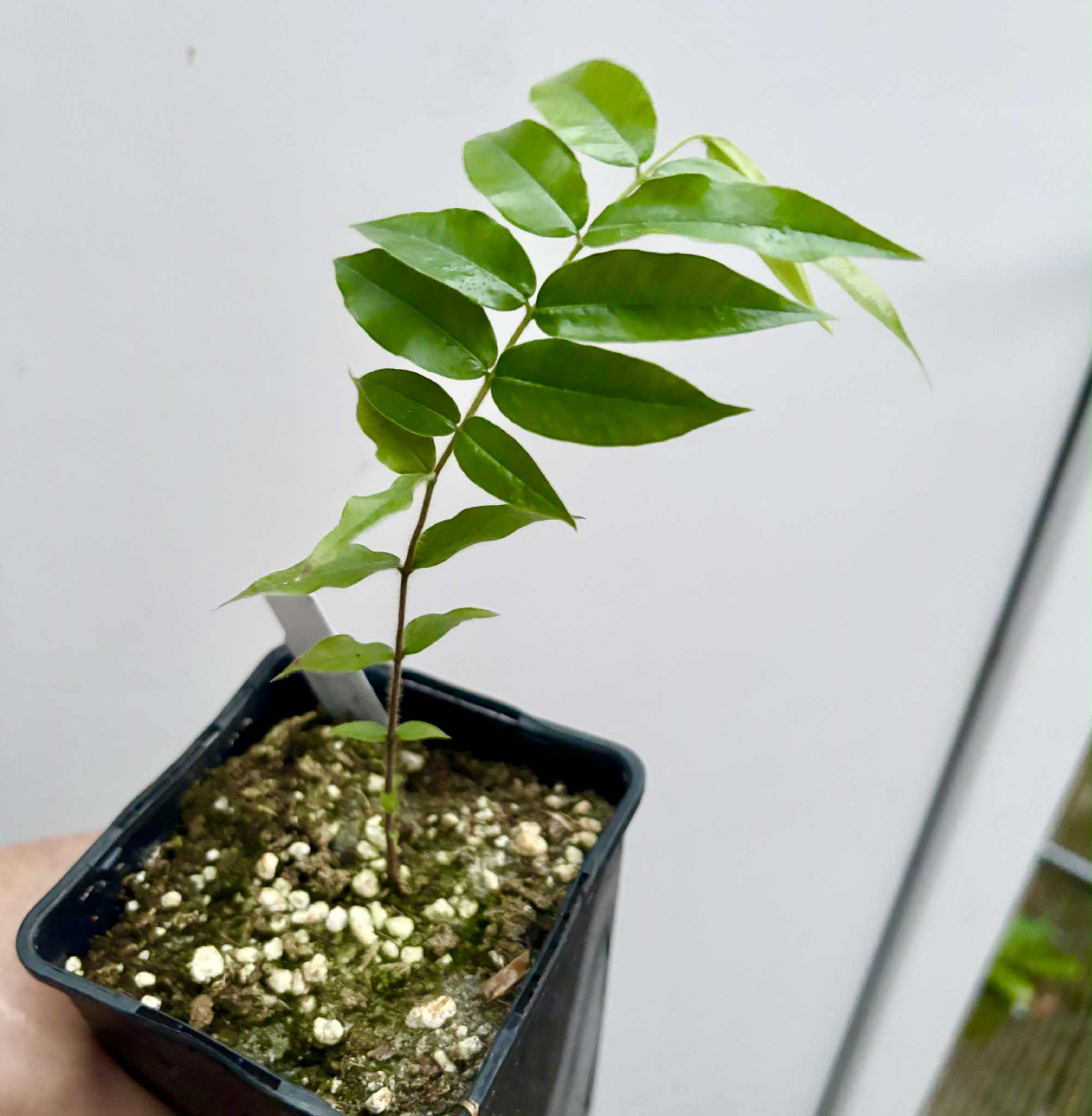Beach Cambuca (Myrciaria strigipes) - 1 potted seedling / 1 getopfter Sämling