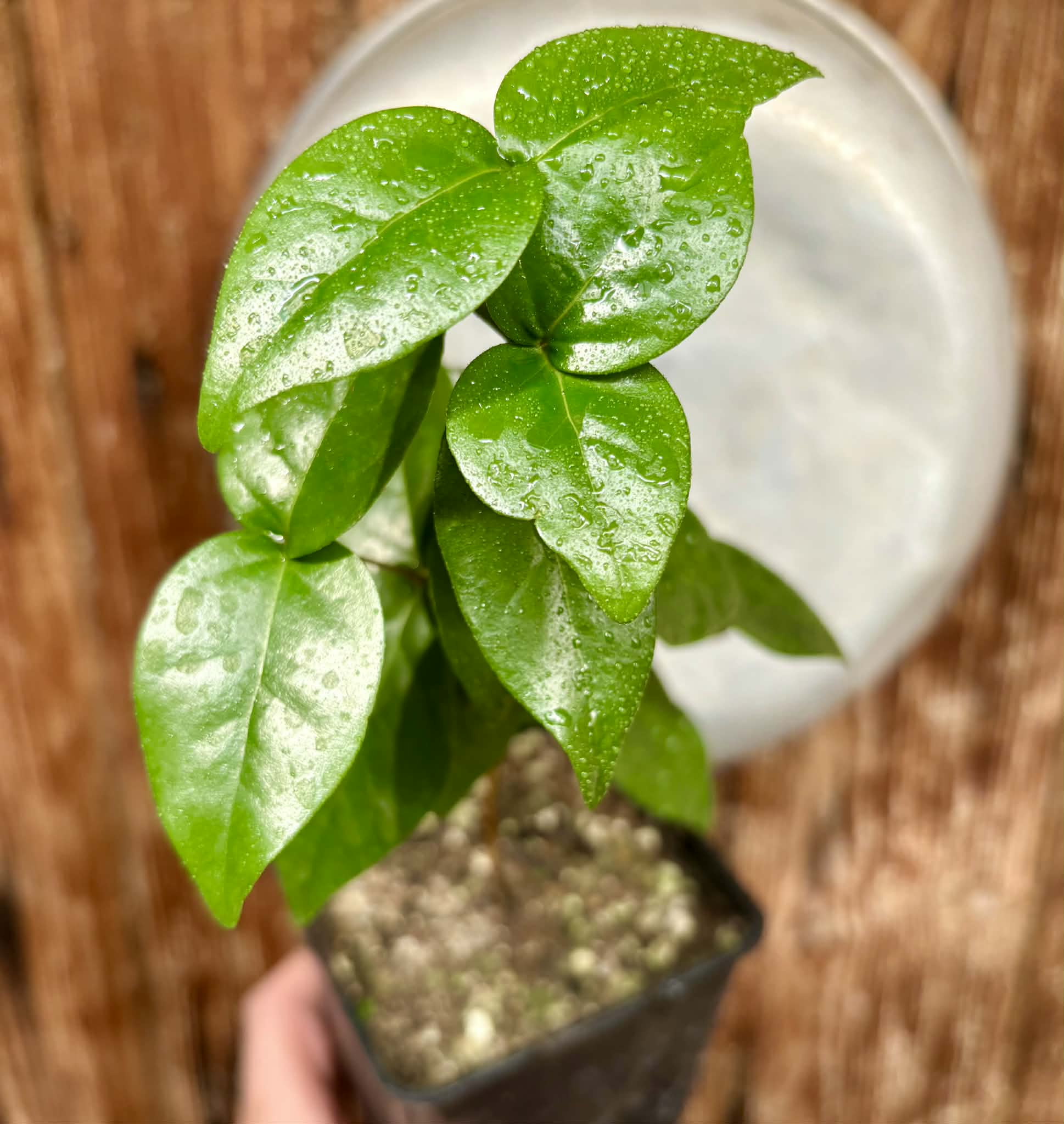 Eugenia uniflora var. Gigante Pitangao  - 1 potted seedling / 1 getopfter Sämling