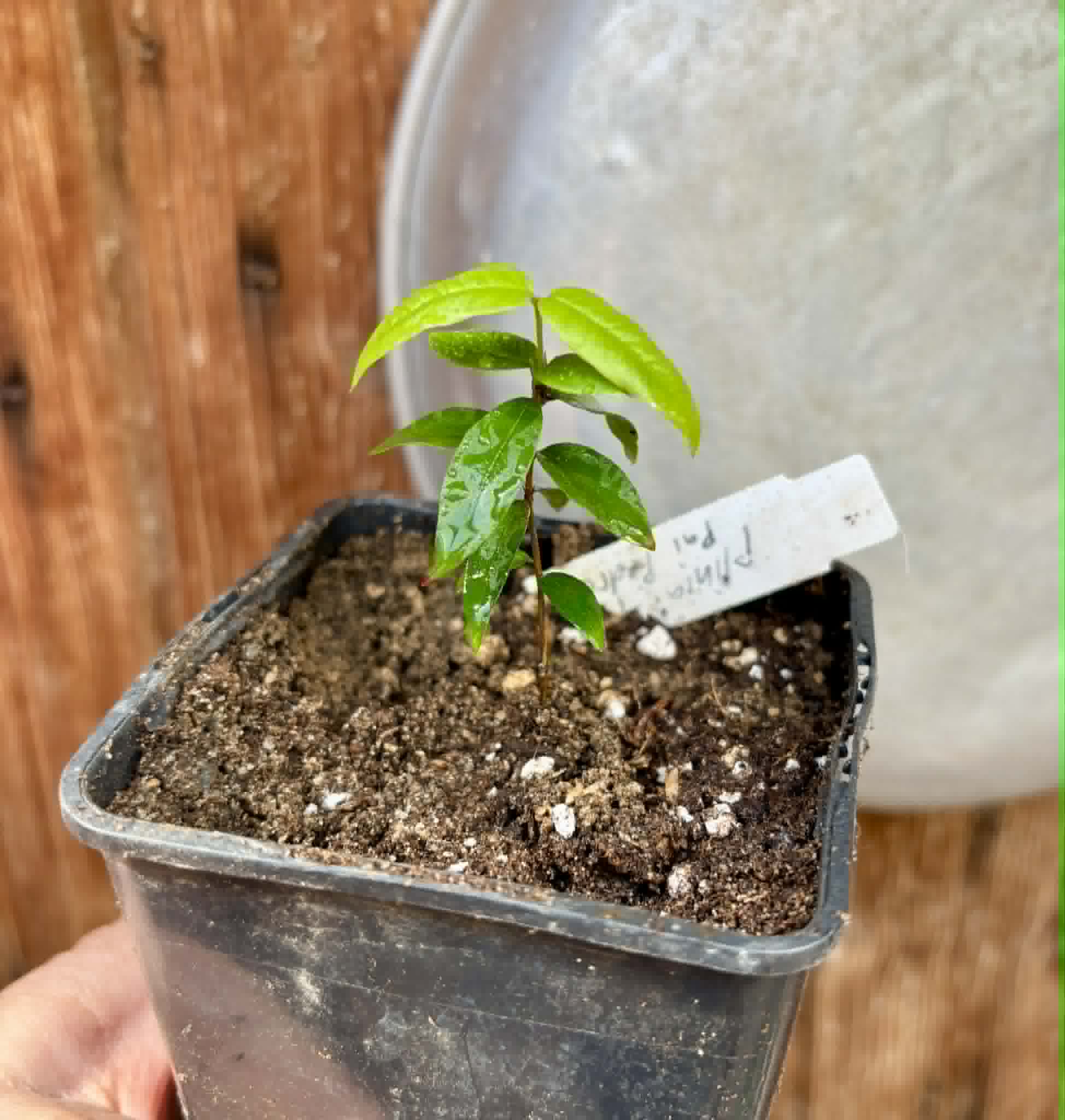 Plinia sp Pai Pedro -  1 potted seedling  / 1 getopfter Sämling