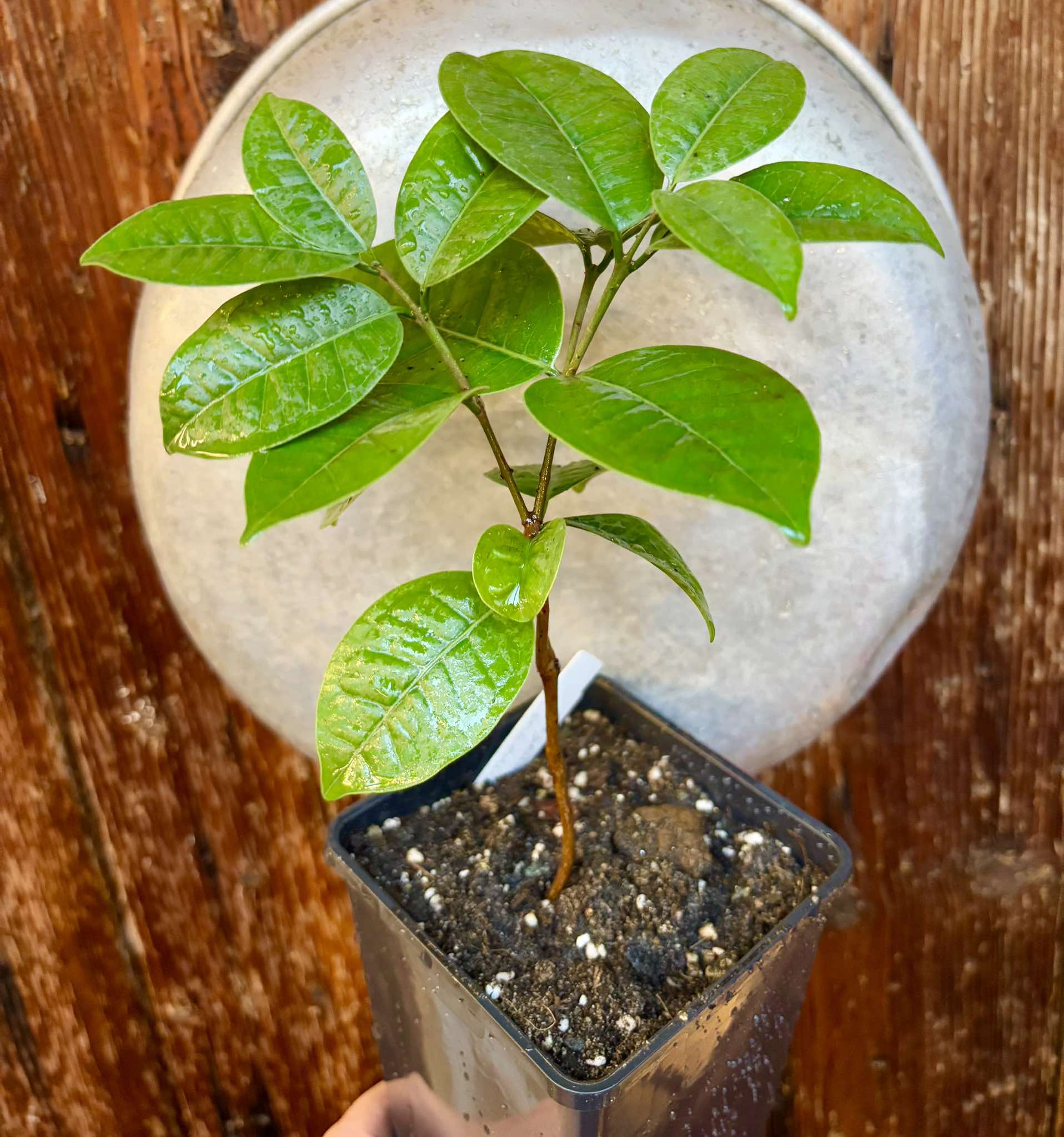 Eugenia bahiensis  - 1 potted plant / 1 getopfte Pflanze