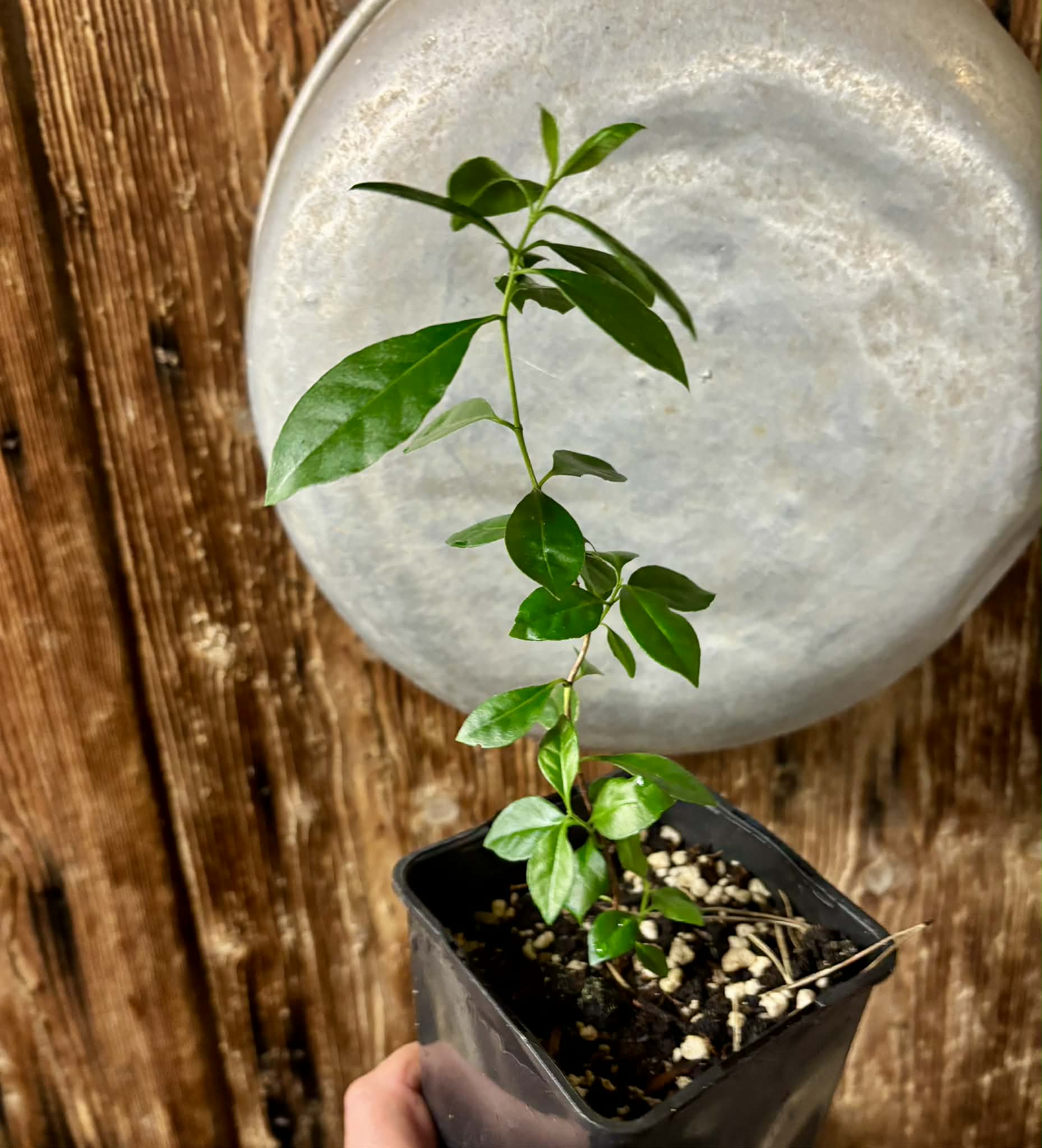 Psidium cattleyanum - Strawberry Guava  - 1 potted plant / 1 getopfte Pflanze