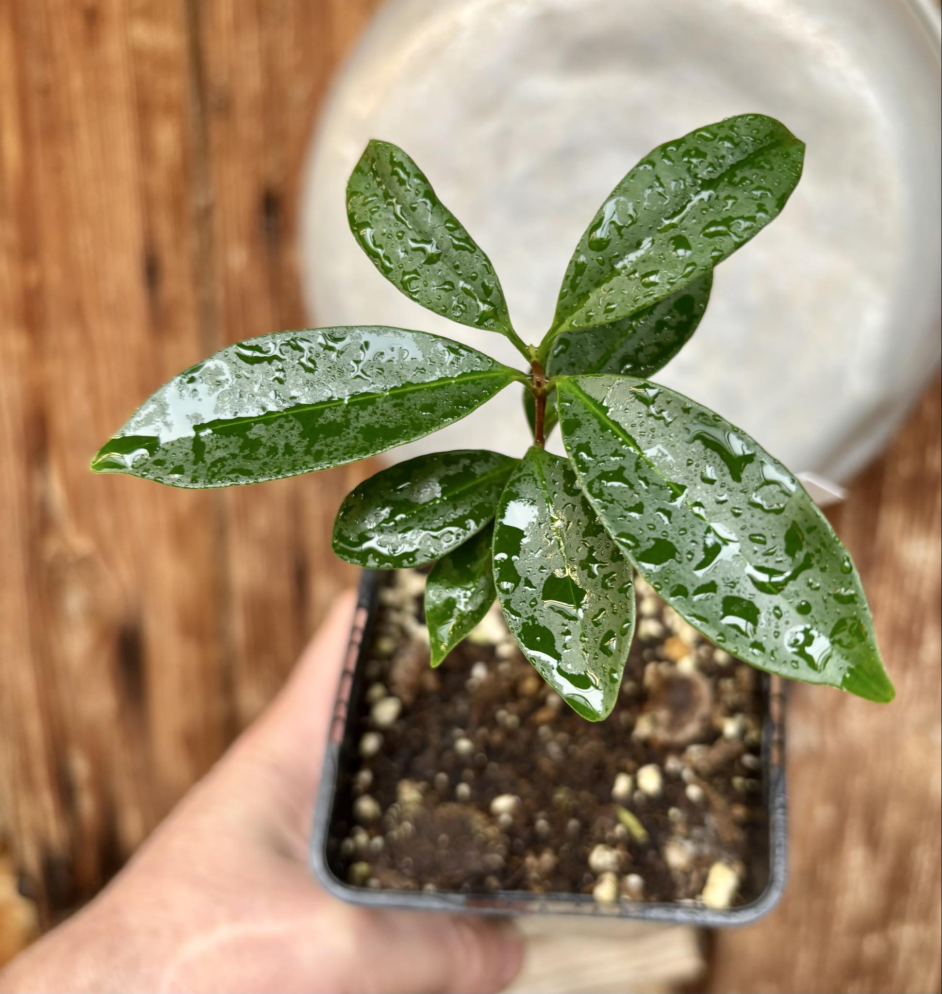 Eugenia cerasiflora - 1 potted plant - 1 getopfte Pflanze