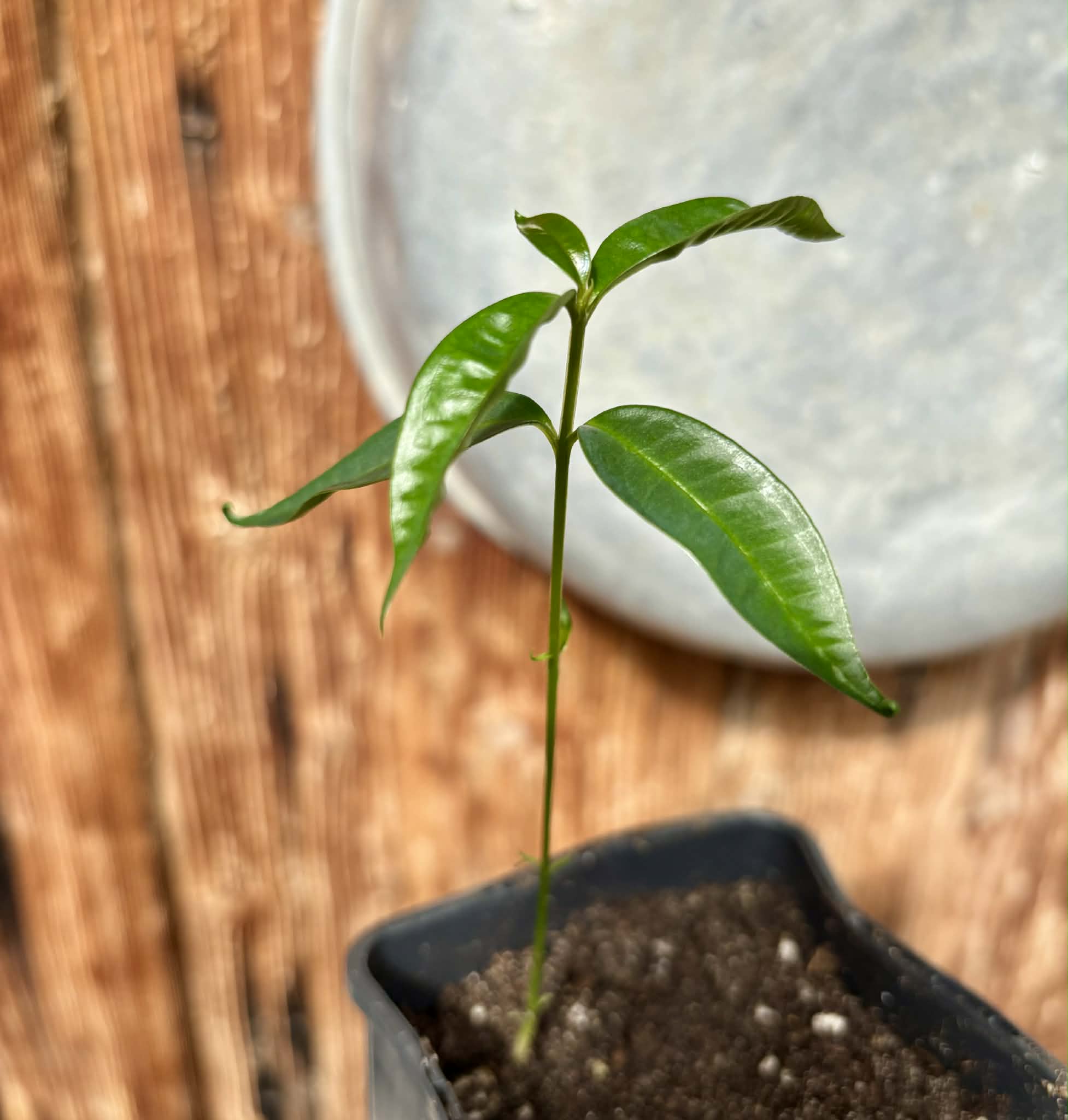 White Rose Apple (Syzygium jambos) - 1 potted plant / 1 getopfte Pflanze