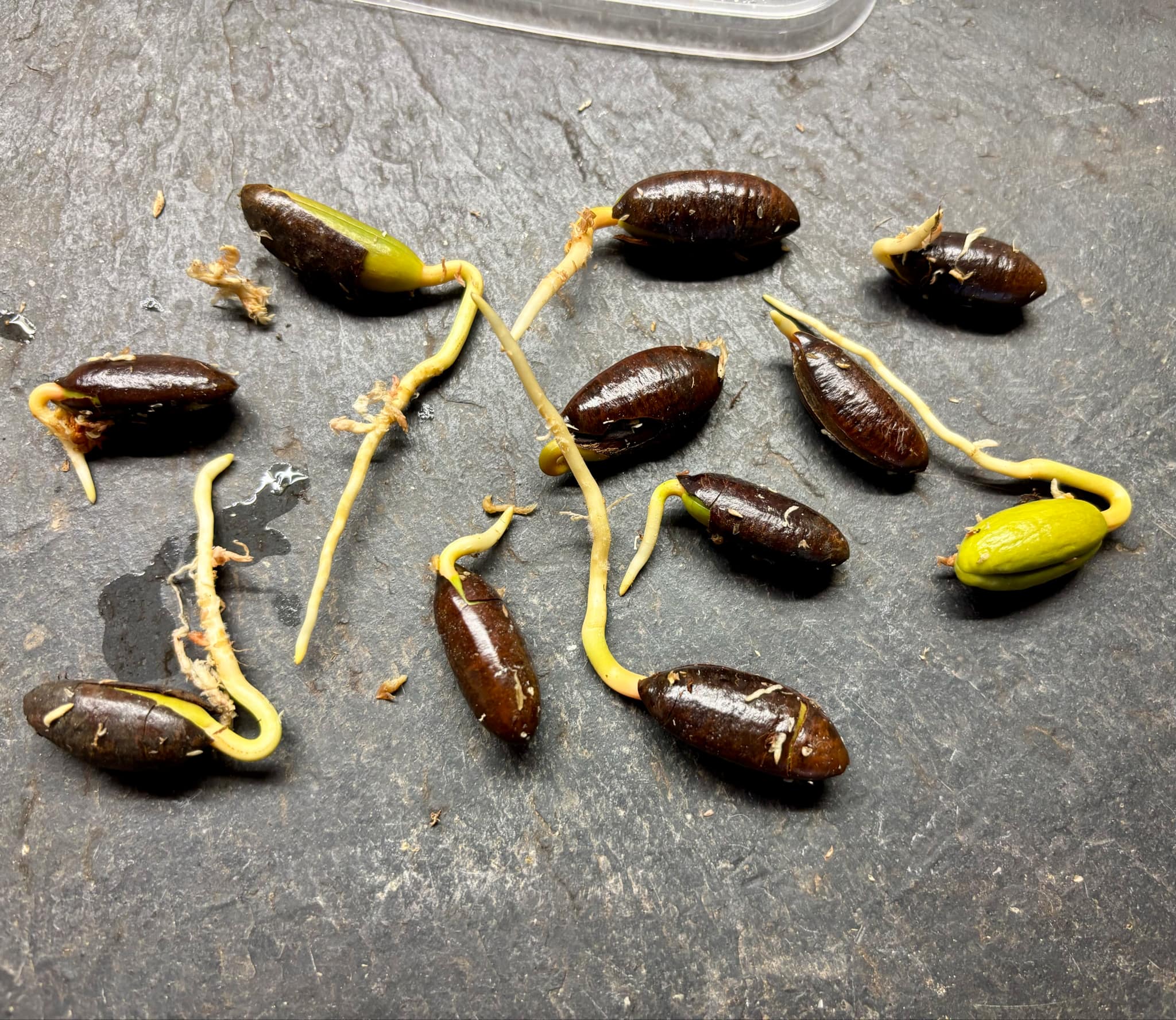 Pouteria aff egregia  -  1 germinated seed / 1 gekeimter Samen