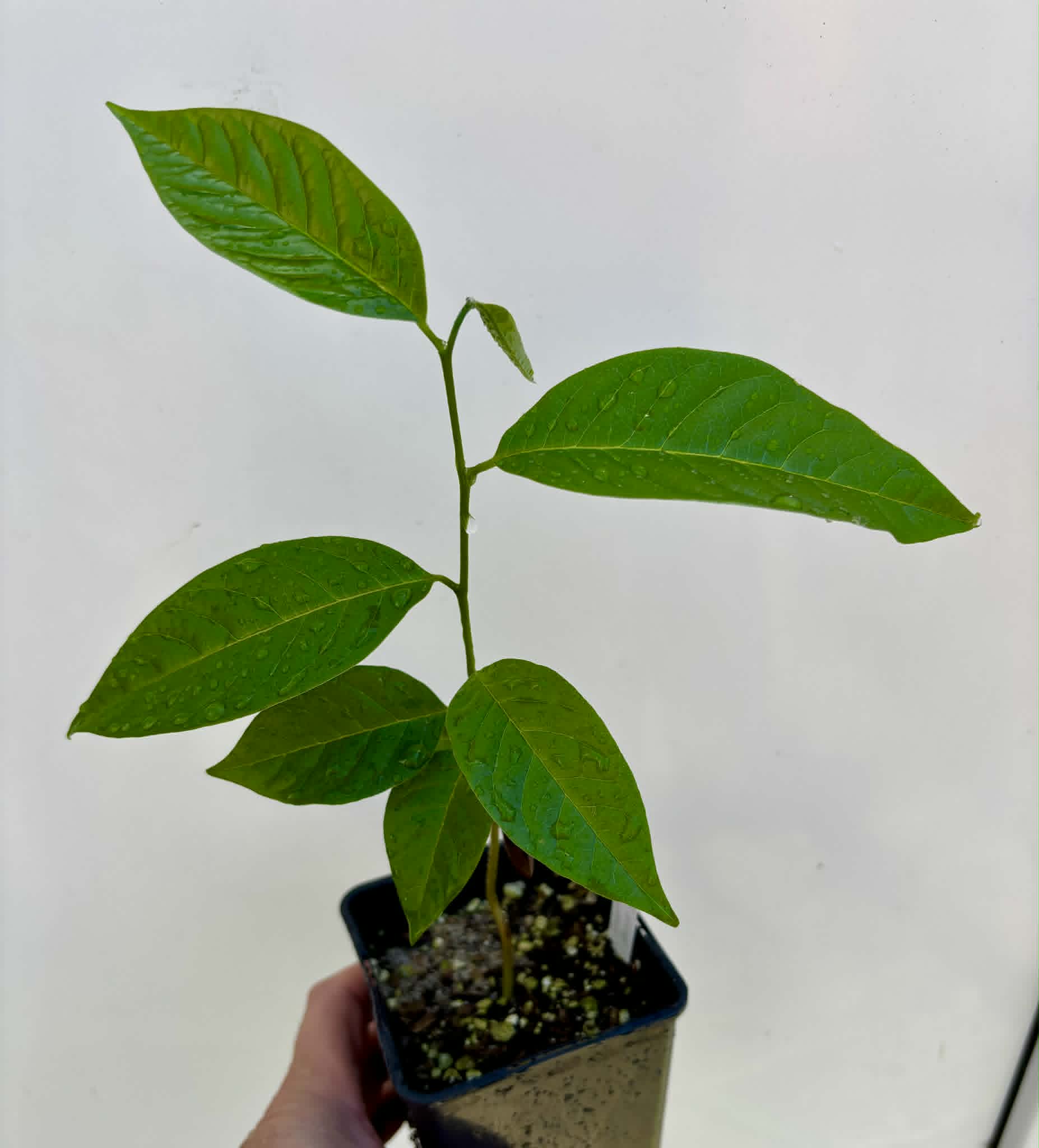 Annona reticulata var Orange- 1 potted seedling / 1 getopfter Sämling