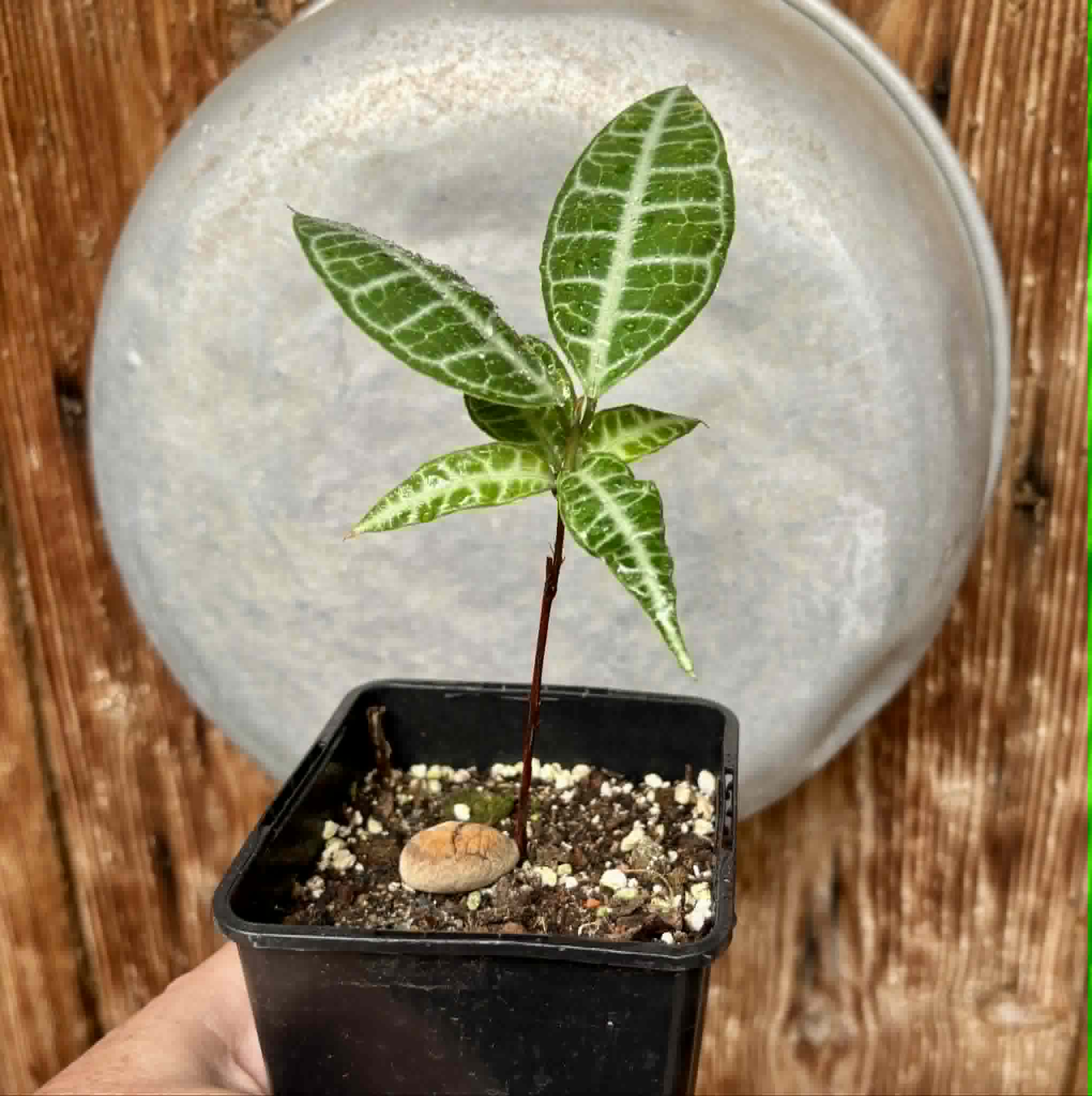 Eugenia sp Labisia -  1 potted plant / 1 getopfte Pflanze
