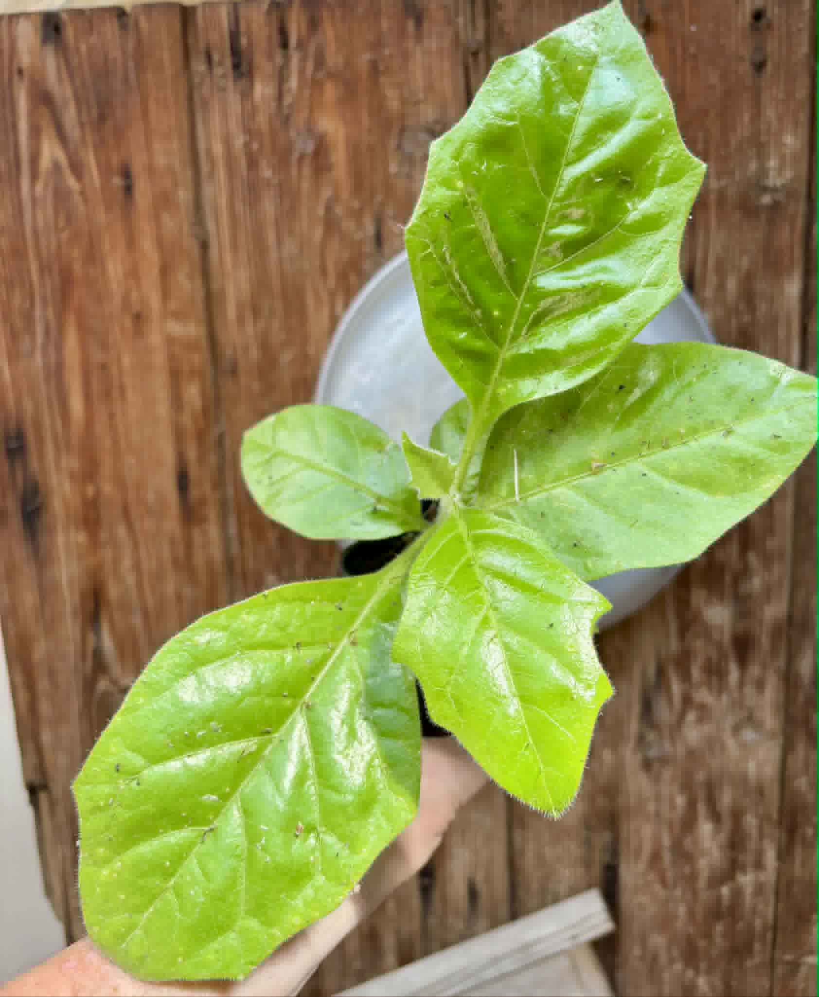 Solanum rumpincola - 1 potted seedling / 1 getopfter Sämling