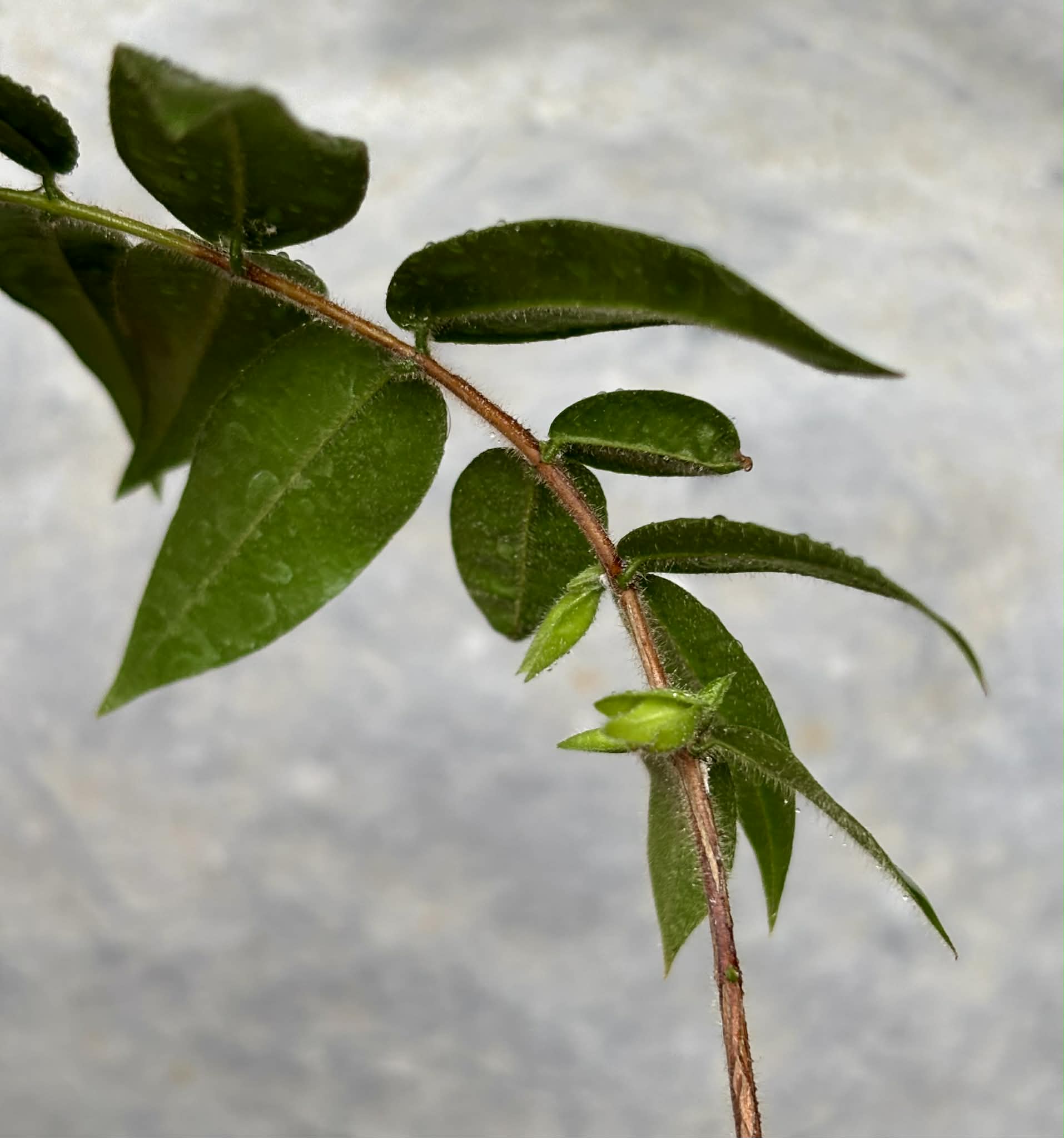 Beach Cambuca (Myrciaria strigipes) - 1 potted plant / 1 getopfte Pflanze