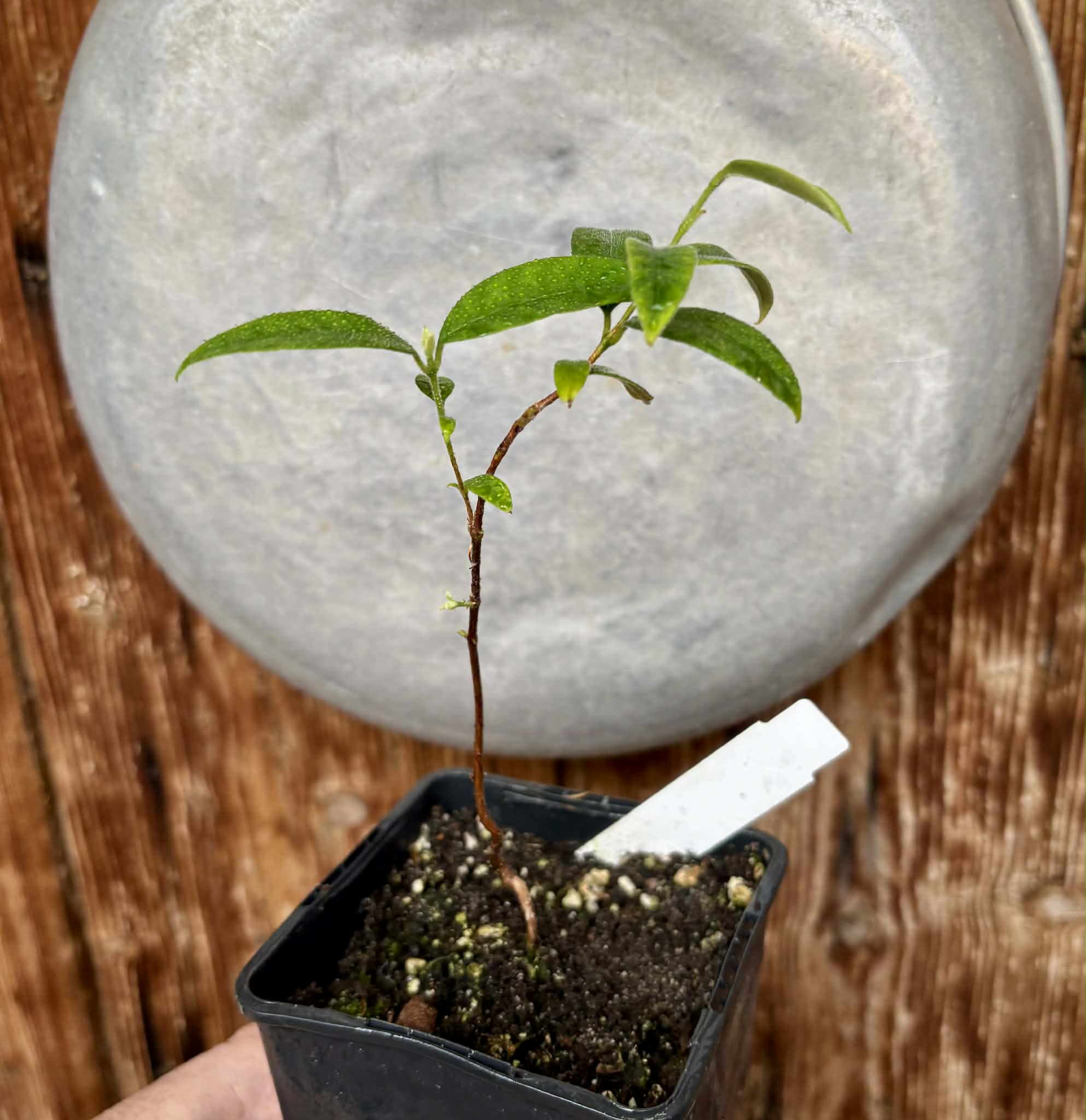 Eugenia oblongata - 1 potted plant / 1 getopfte Pflanze