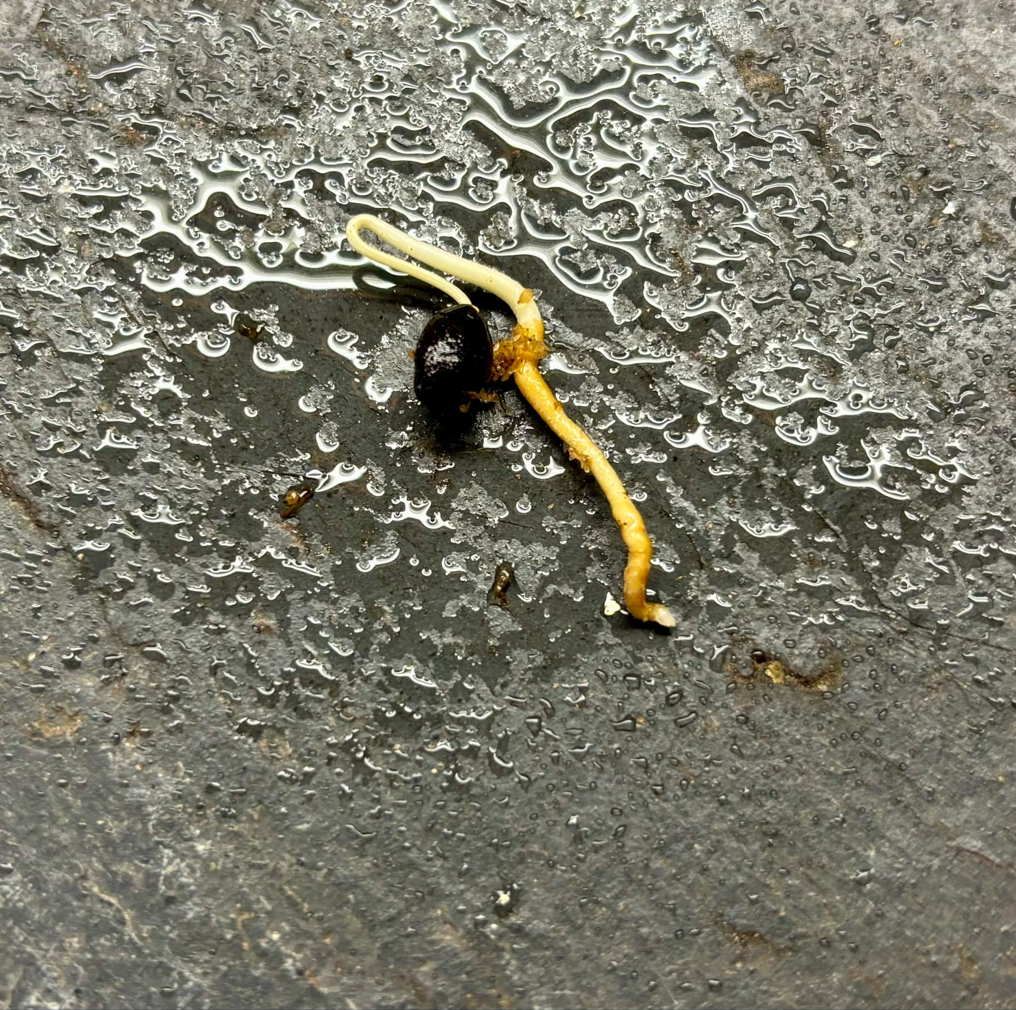 Uvaria sp Isan - 1 germinated seed / 1 gekeimter Samen