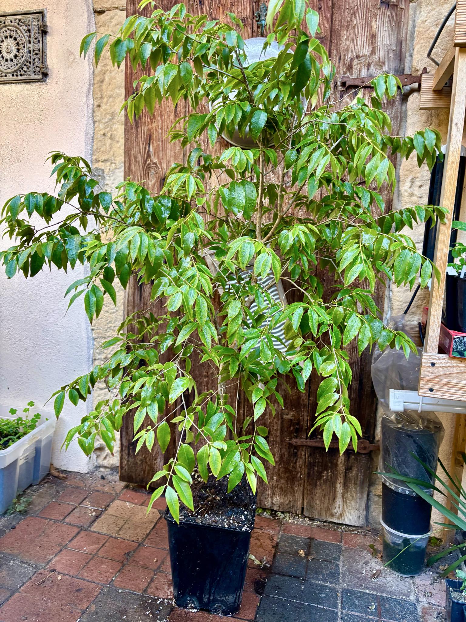8+ years old - Jaboticaba Cafe Rajada (Plinia trunciflora var Cafe Rajada) - 1 potted plant / 1 getopfte Pflanze