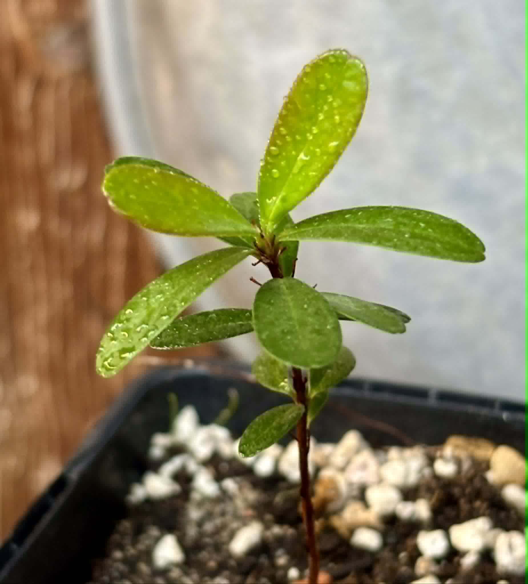 Eugenia ligustrina var. fluminensis - 1 potted seedling / 1 getopfter Sämling