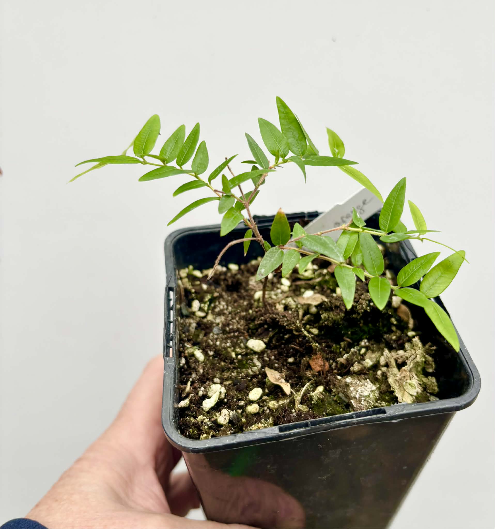 Myrciaria cuspidata ORANGE - 1 potted seedling / 1 getopfter Sämling
