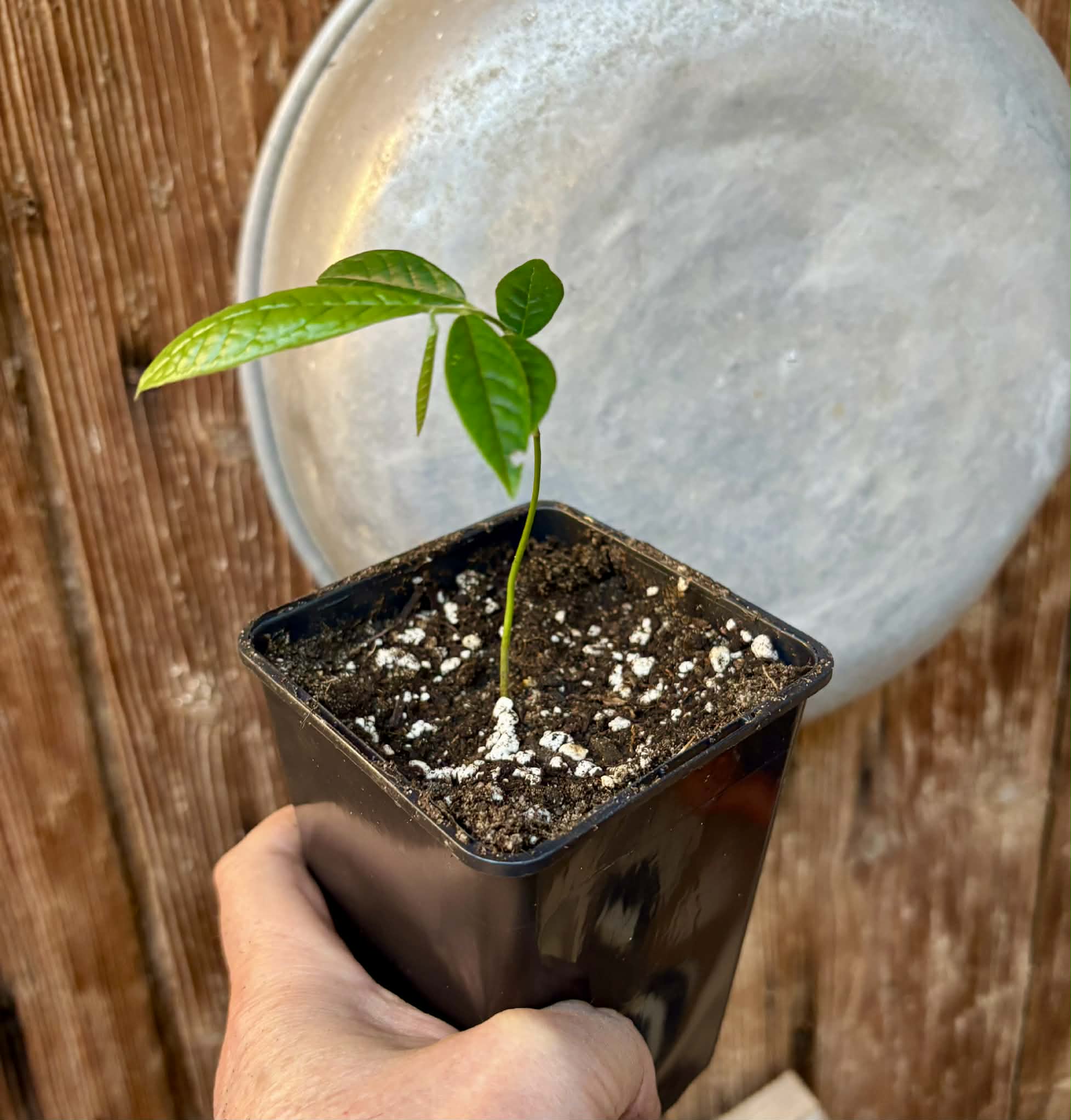 Uvaria hirsuta -  1 potted seedling / 1 getopfter Sämling