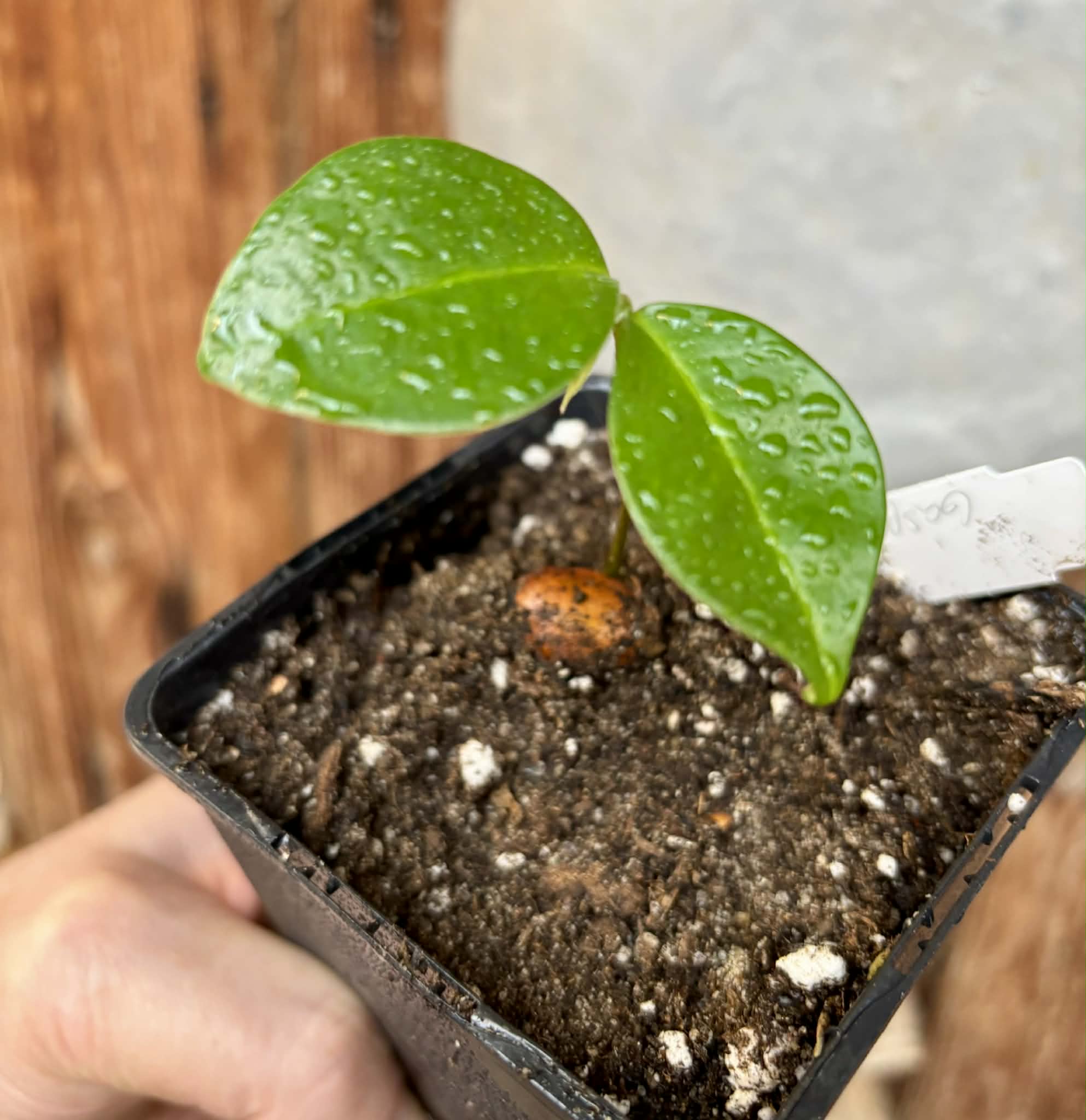 Annona montana var. Gaspar - 1 potted seedling / 1 getopfter Sämling