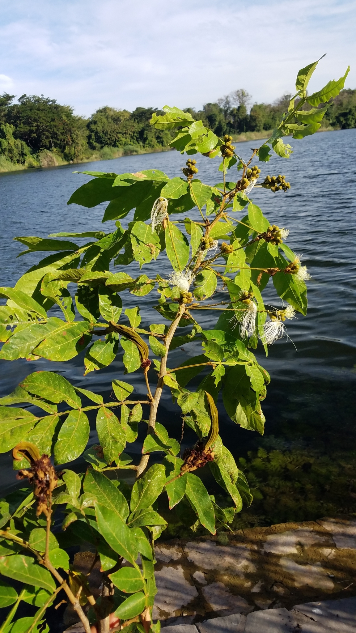 Inga vera  - 1 potted seedling / 1 getopfter Sämling