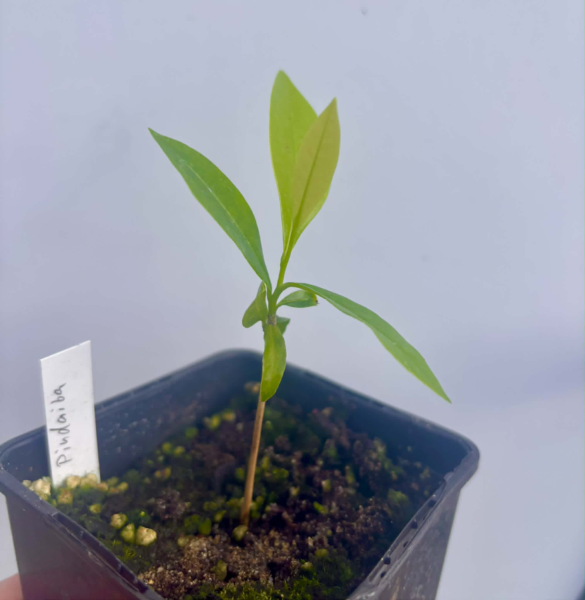 Duguetia lanceolata - Pindaiba - 1 potted seedling / 1 getopfter Sämling