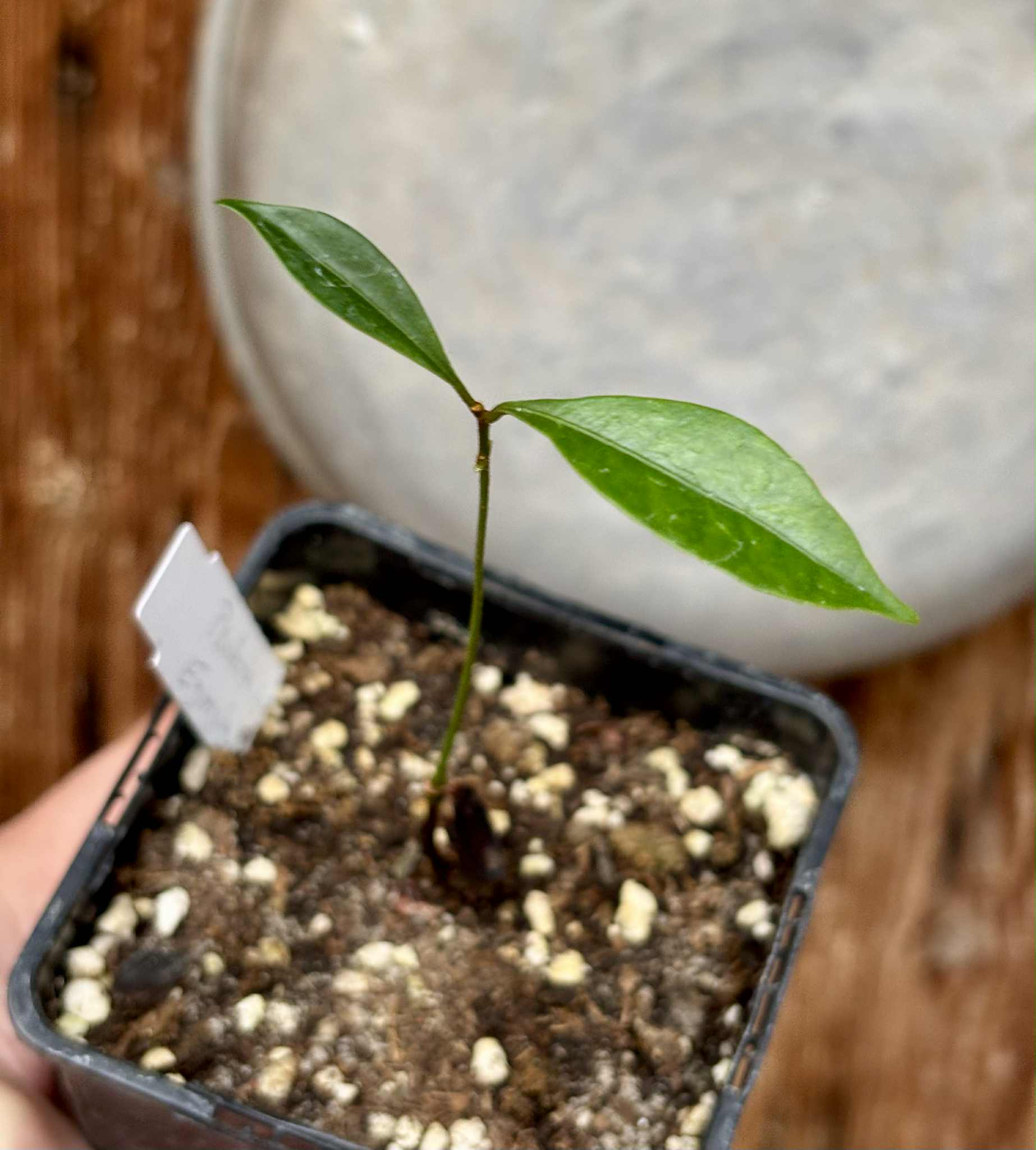 Pouteria aff egregia  -  1 potted seedling / 1 getopfter Sämling